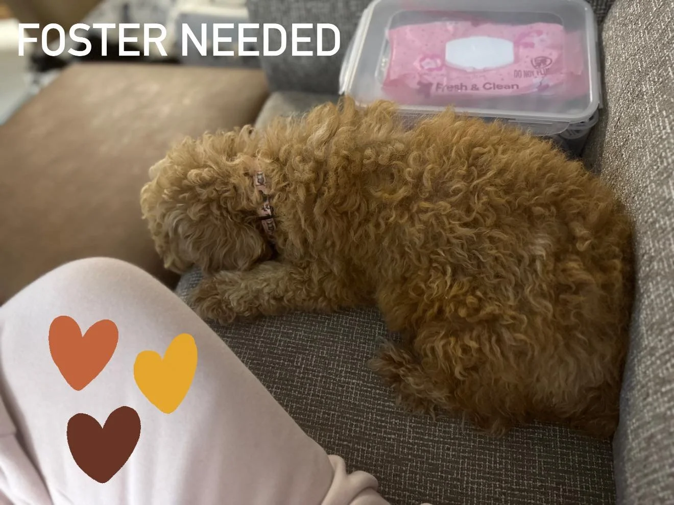 SPECIAL FOSTER NEEDED!
This little mama needs a soft place to land 
🧡 PUMPKIN 🧡 is a 3 year old Mini red poodle 
Confirmed pregnant
We are looking for someone to whelp the puppies and take care of Pumpkin &amp; babies. 
Questions welcome
We provide