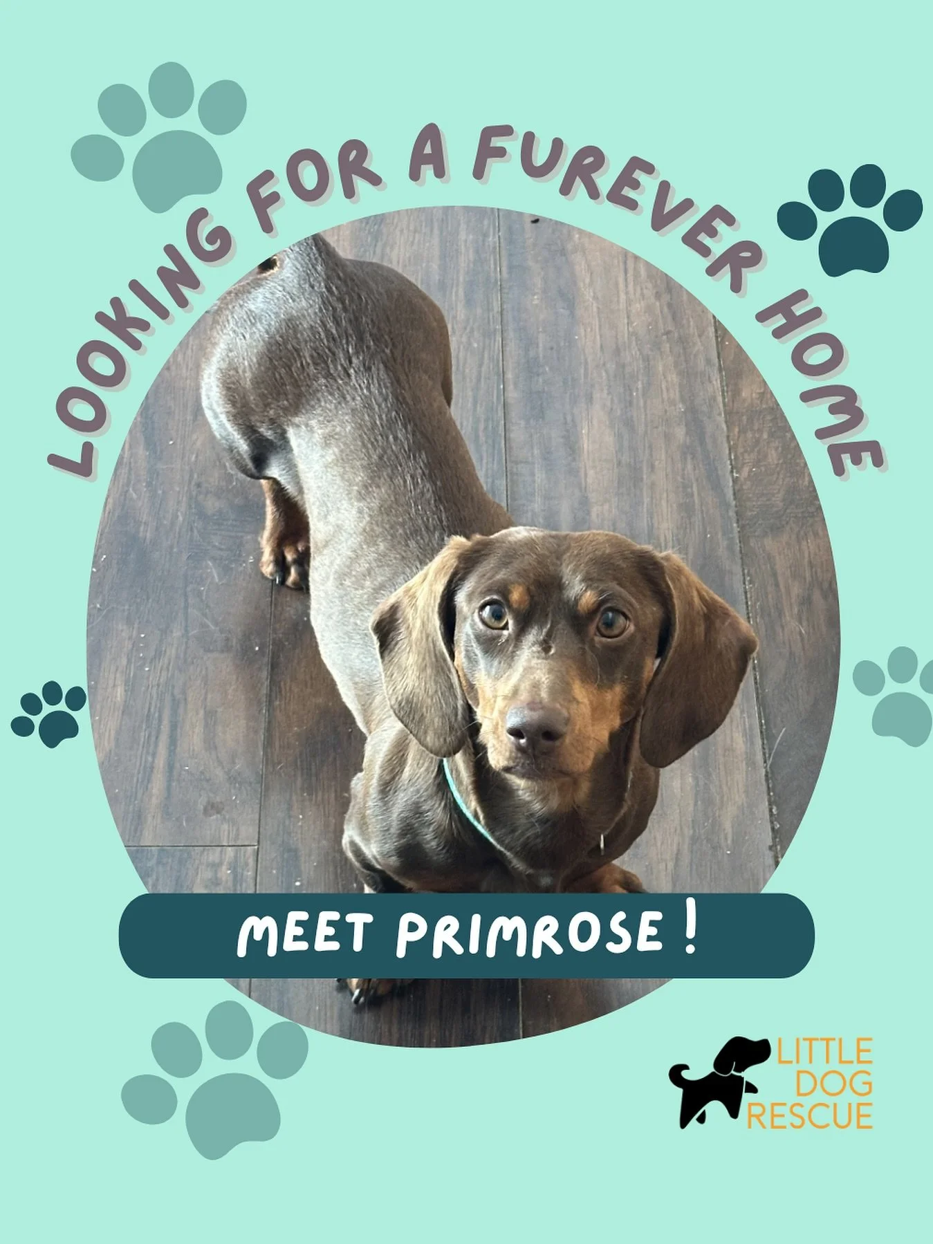 🌸 Meet Primrose! 🌸
This sweet 2-year-old Dachshund is looking for her furever home &mdash; and she&rsquo;s ready to melt your heart with those soulful eyes. 💕

💌 Adoption application link is in the comments!

#dogsofinstagram #foreverhome #rescue
