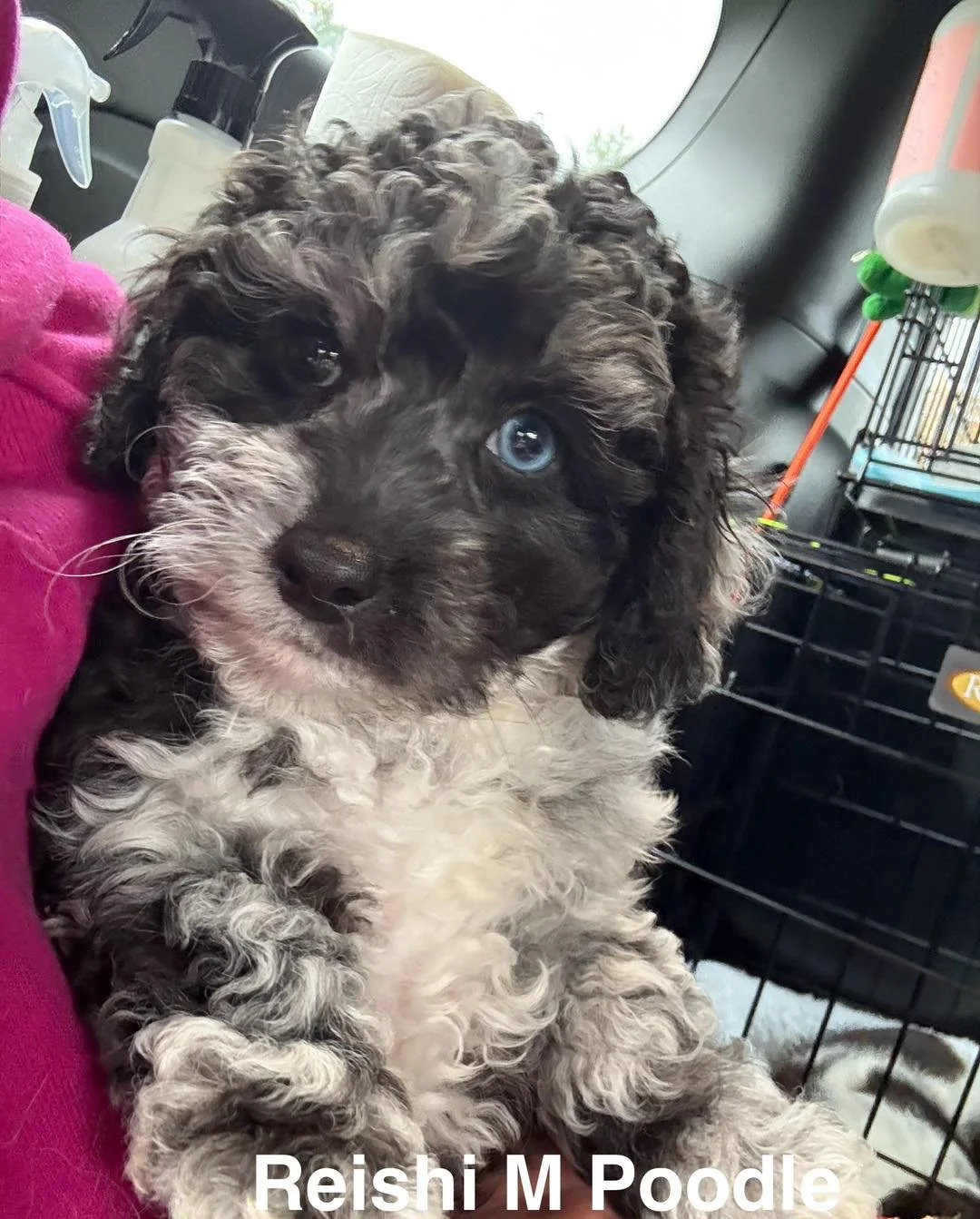 🚑 RESCUE UNDERWAY 🚑

We received a last minute plea to take in some breeder puppies that had been passed over for the pet store industry.  Without rescue these sweet babies future would be questionable.  With 79 dogs currently in the rescue and a l