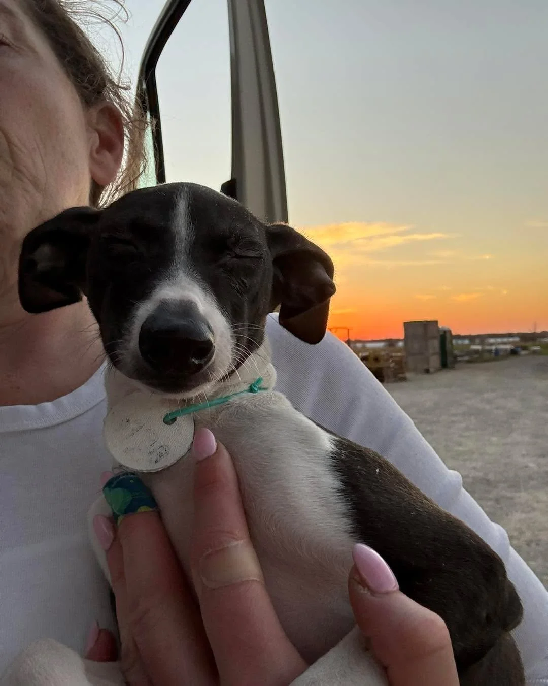 🚑 🆘 🚨 INCOMING &hellip;.FOSTERS NEEDED🚨 🆘 🚑

 So many beautiful dogs rescued this weekend
126 dogs are now safe with rescue.  39 of these precious pups will make their way back to Seattle and need a soft place to land and decompress from the st