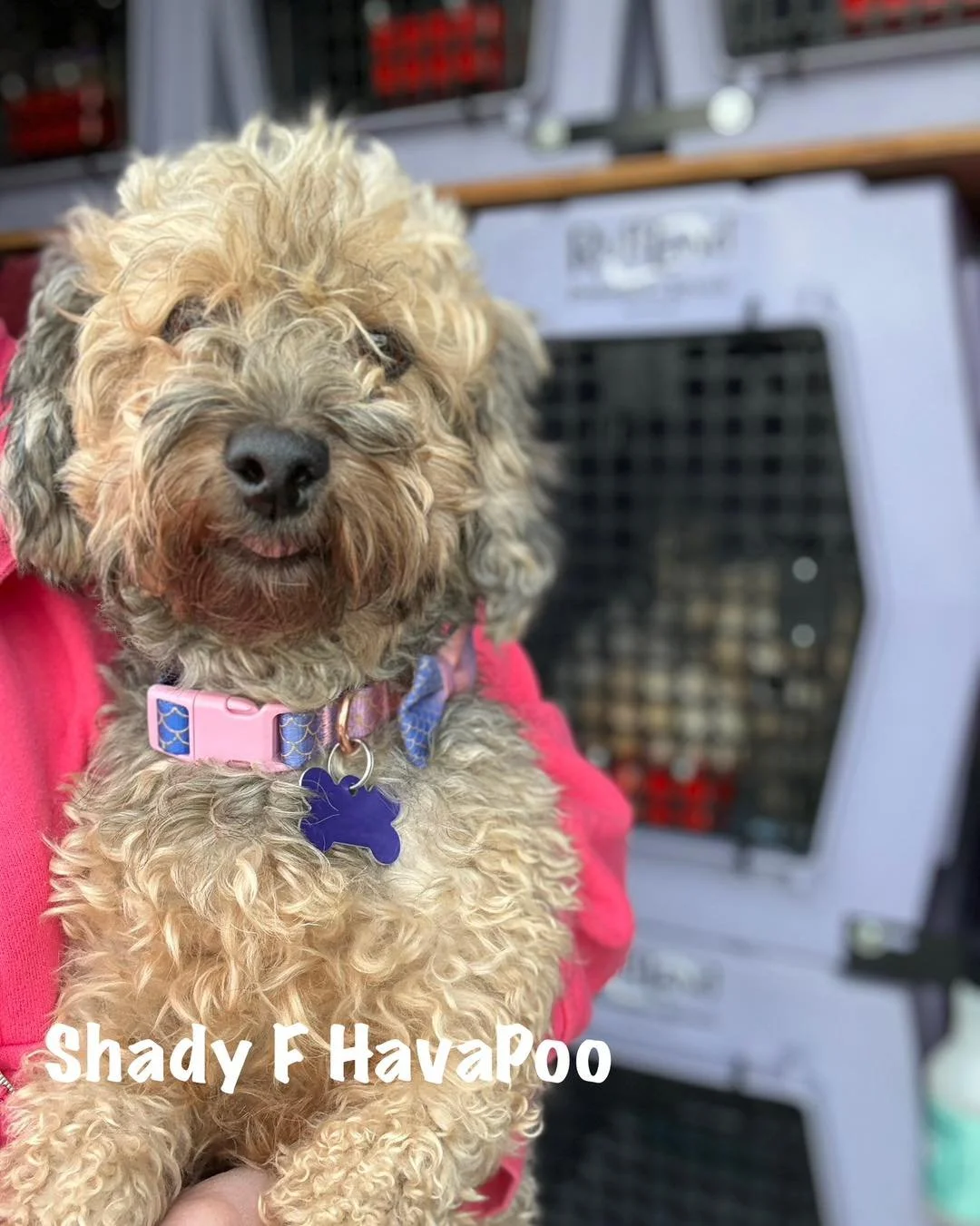 🆘SOS 🆘 

Arriving in Seattle in less than 24hrs and we have 20 pups with nowhere to go🥺 
Fosters are provided all needed supplies, 24/7 support and receive priority to adopt their pup. 
This is an exceptional group of dogs.  All are dog friendly a