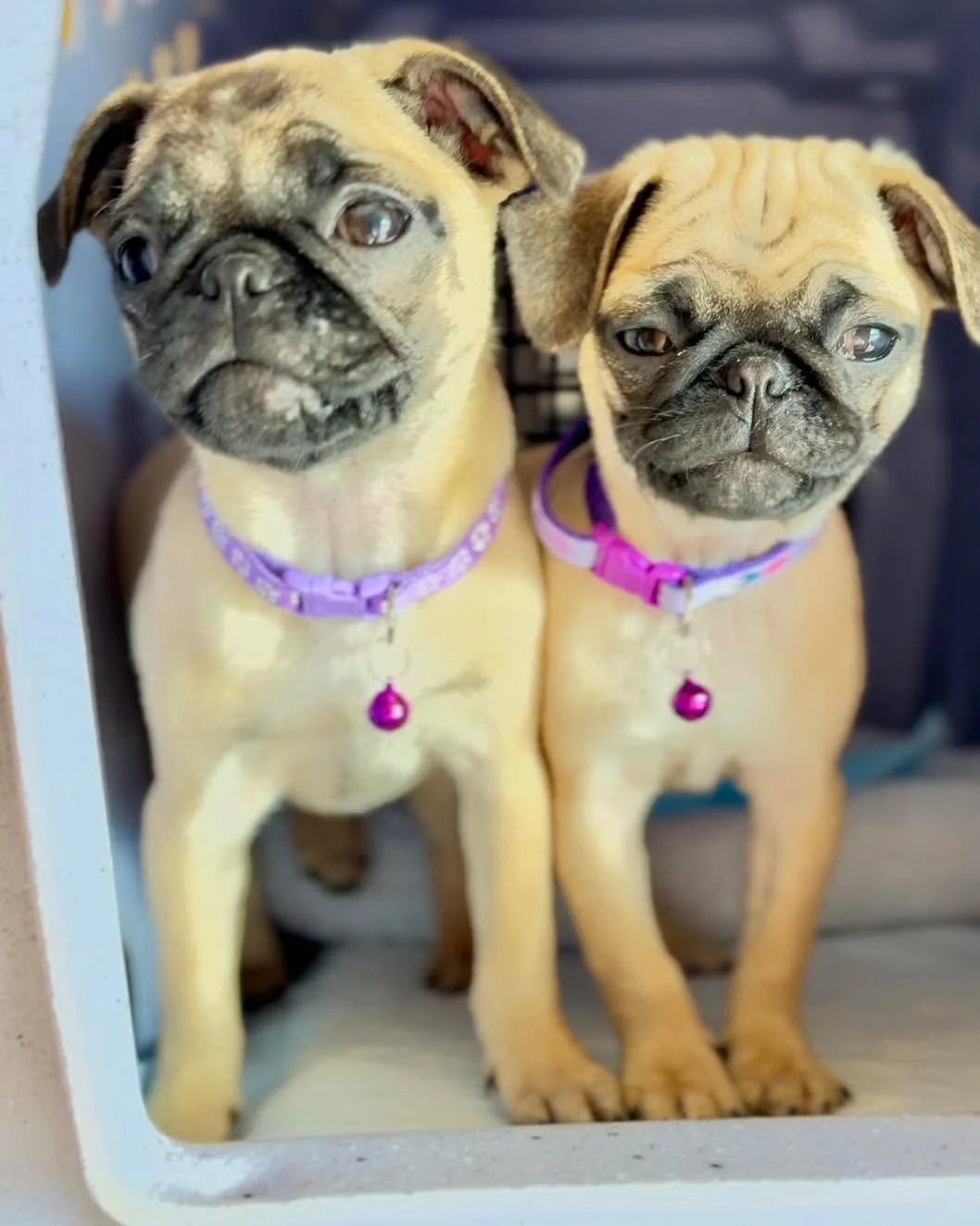 Where are the pug people at? 

ISO&hellip;..immediate fosters adopters for our beautiful Pug Sisters.  WildCat and Cadillac are both female pugs almost 4 months old.
Their temp foster is leaving town and we are looking for immediate coverage.  Being 