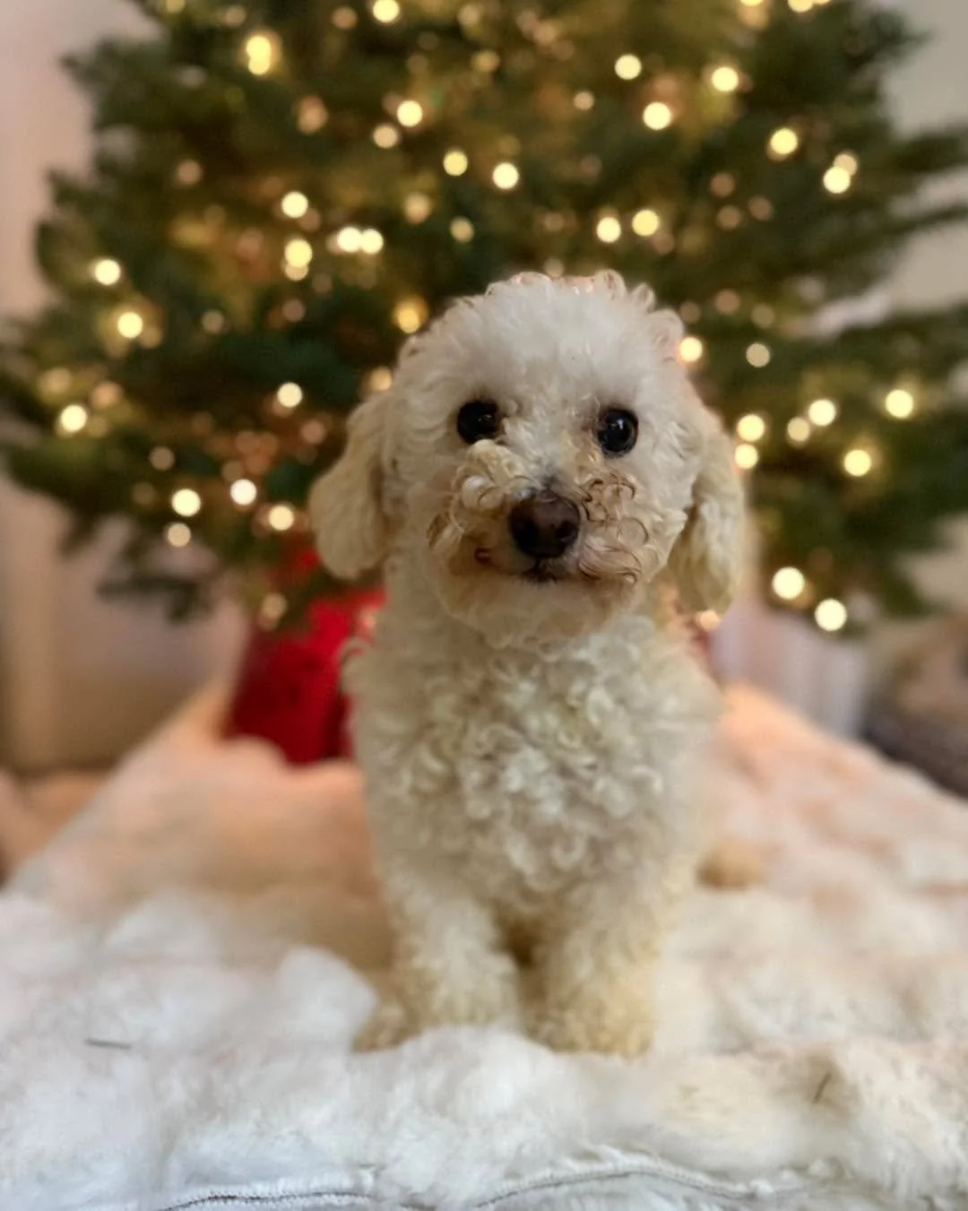 Immediate whelping foster needed Seattle area 

We just got confirmation this afternoon that our gentle affectionate miniature poodle momma is definitely pregnant.  The vet believes she is 7-10 days away from delivering 3-4 pups. 

Her current foster