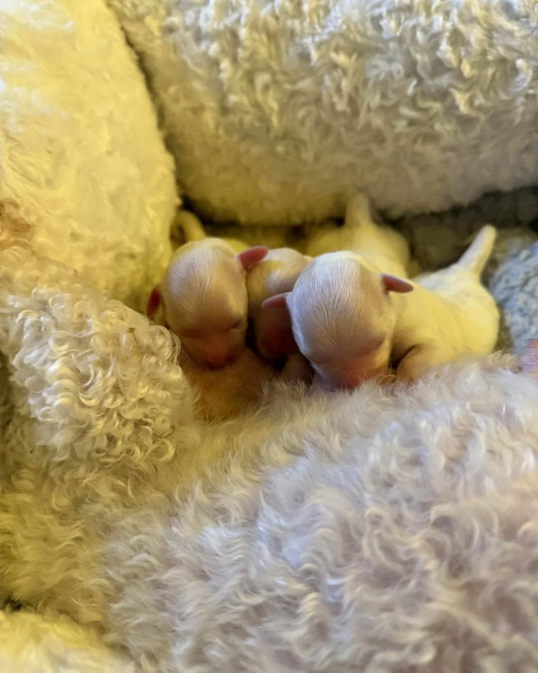 Welcome to the world&hellip;Cupid Adora &amp; Lovey&hearts;️ SweetFeet&rsquo;s babies are here❣️
It was a long challenging process and Cupid, the last out, got stuck.  They all checked out healthy at their vet appointment. Momma and babies are doing 
