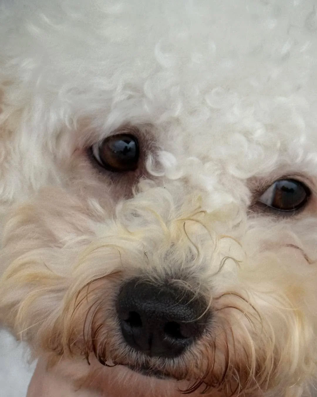 As 2025 wraps up we are asking for help for  very special pup that just arrived.  This is BaoBao. He&rsquo;s a 3.5years old Bichon. He was rescued off of a slaughterhouse truck in Ya&rsquo;an China.  Bao lost the use of both hind legs and has been dr