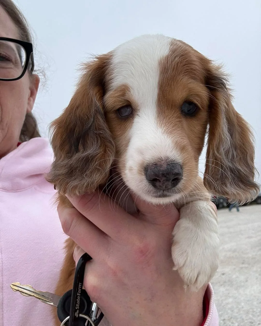 🚑🆘 🚨INCOMING 🚨🆘 🚑 

FOSTERS NEEDED&hellip;..SEATTLE/TACOMA
Starting our rescue weekend off with some breeder release dogs:
Pekingese M 11mo x 2
Pekingese M 3.5yr 
Brussels M 1.5yr 
Norwich Terrier M 1yr 
Yorkie tri F 6mo 
Toy poodle F 7yr 
Doxy