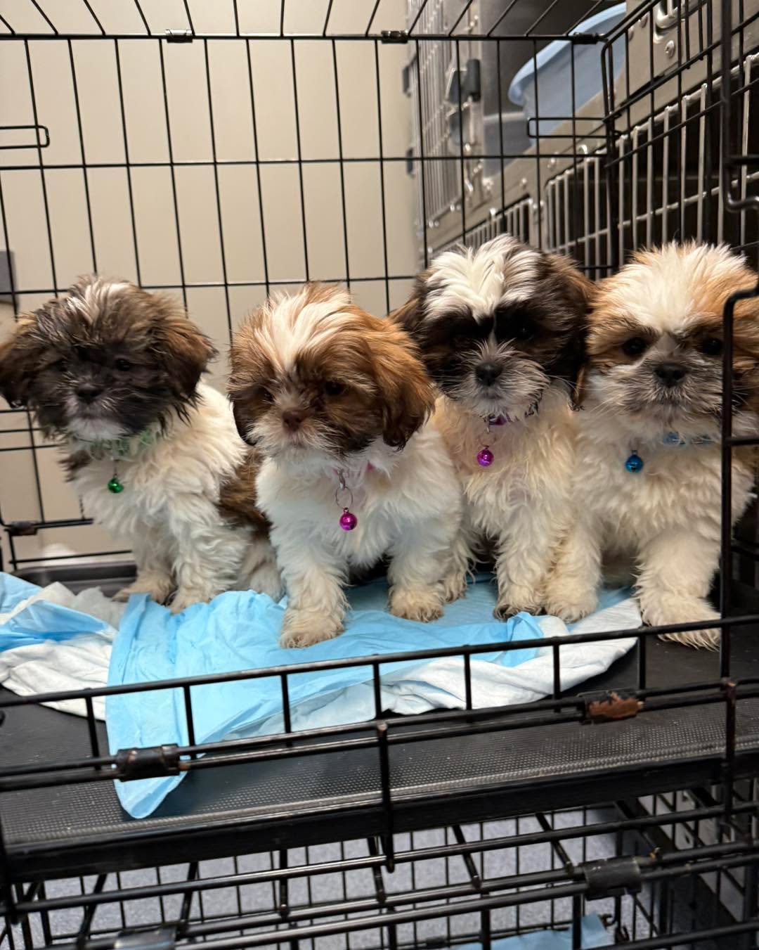 🚨🚑🚨FOSTERS NEEDED 🚨🚑🚨

We are midway along our 2100 mile drive home and have 8 adult dogs and 10 puppies with nowhere to go.  We stopped in Vermillion SouthDakota and picked up 5 Maltese and 2 YorkiePom mommas.  They are in rough shape physical