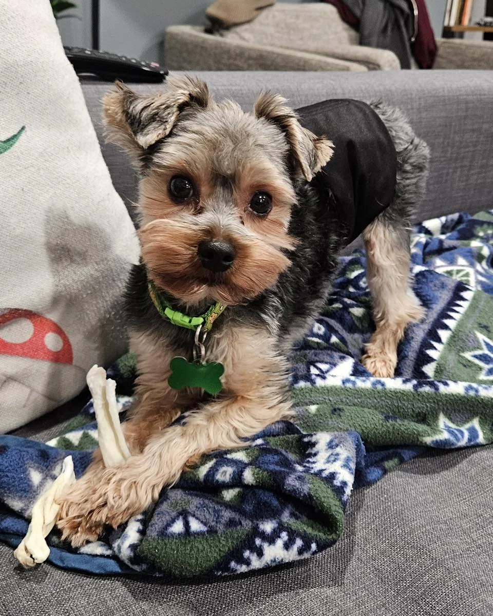 We LOOOOOVE updates on our rescue dogs. Here&rsquo;s one we recently received.

&ldquo;Happy New Year! This is Damien (and Matt) - we adopted T Town (now Basil) back in late November. 

I want to give you an update to let you know that Basil has sett