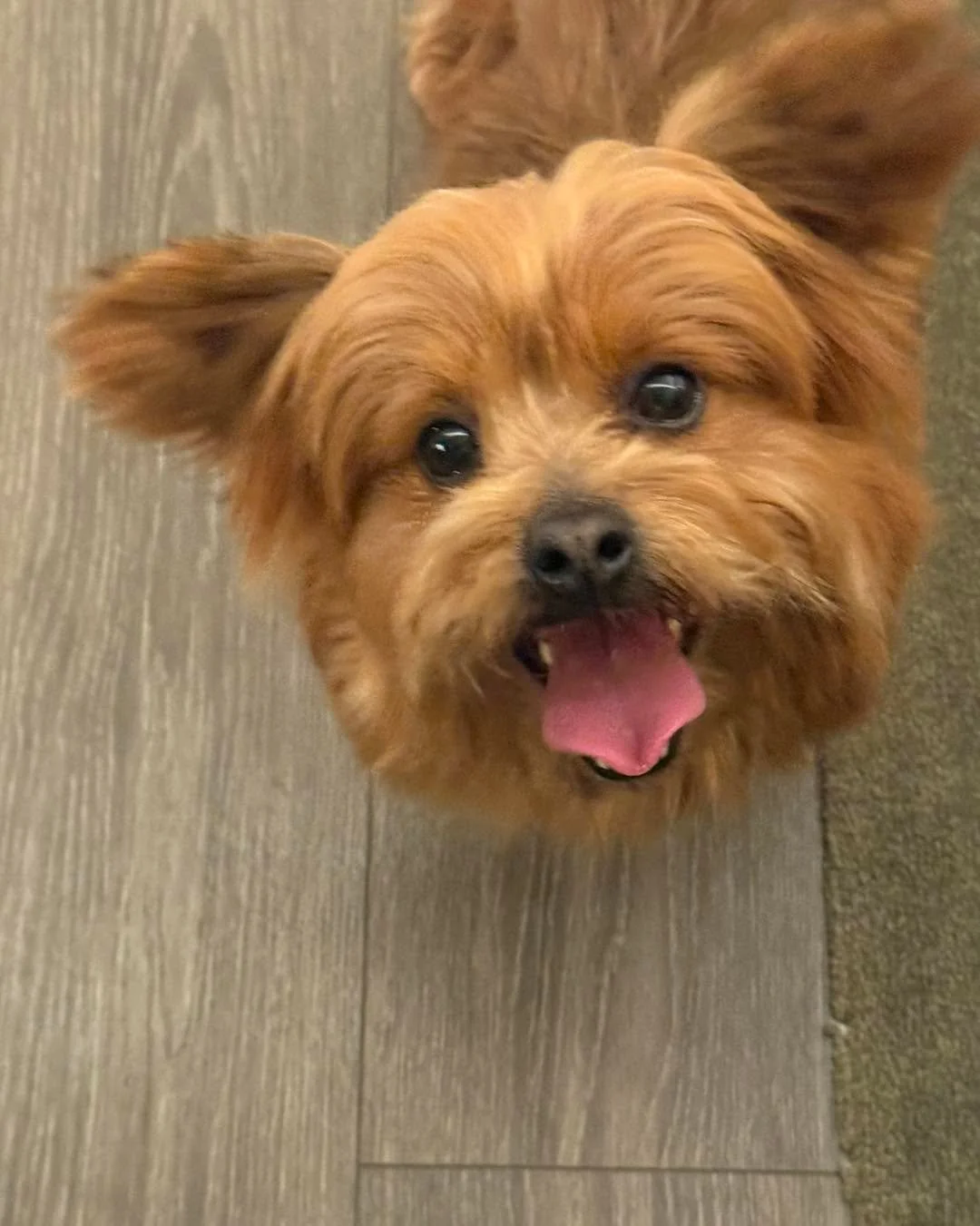 So many beautiful deserving dogs will struggle to survive the bitter cold winter here in YanJi China. We visited a rescuers base today that houses over 500 small dogs and 100 cats.  These dogs were all picked up as local strays or dumped at the compo