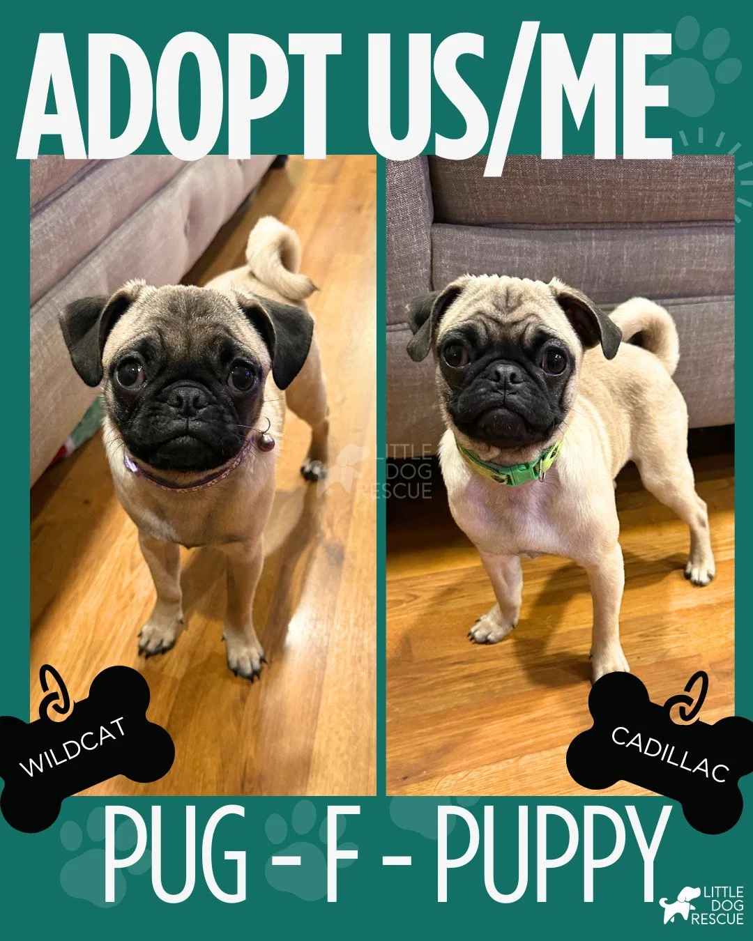 ADOPTABLE DOGS FEATURE OF THE WEEK!

MEET OUR GIRLS, WILDCAT AND CADILLAC (6 MONTH OLD)

Hi, I&rsquo;m Wild Cat 

I&rsquo;m a pug puppy with a big heart and a gentle soul. I&rsquo;m super friendly, playful, fun, and a little sensitive &mdash; which j