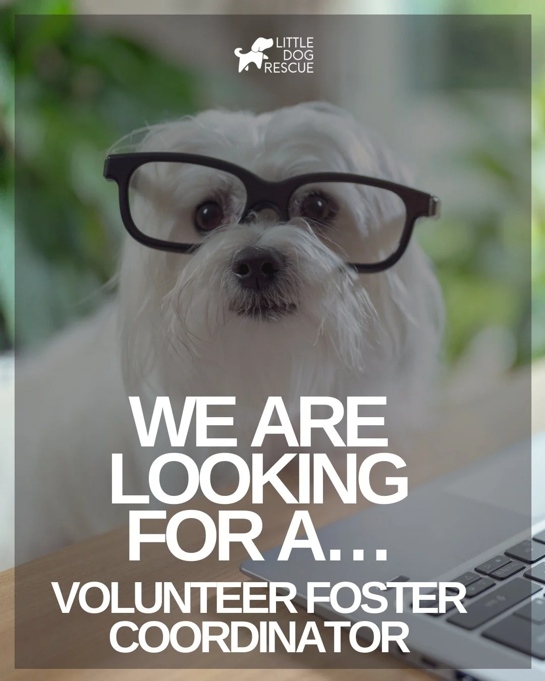 ISO: Volunteer Foster Coordinator 

We are looking for a dedicated, organized, and compassionate Volunteer Foster Coordinator to support our life-saving rescue program. This role is absolutely essential to our rescue&rsquo;s success &mdash; we truly 