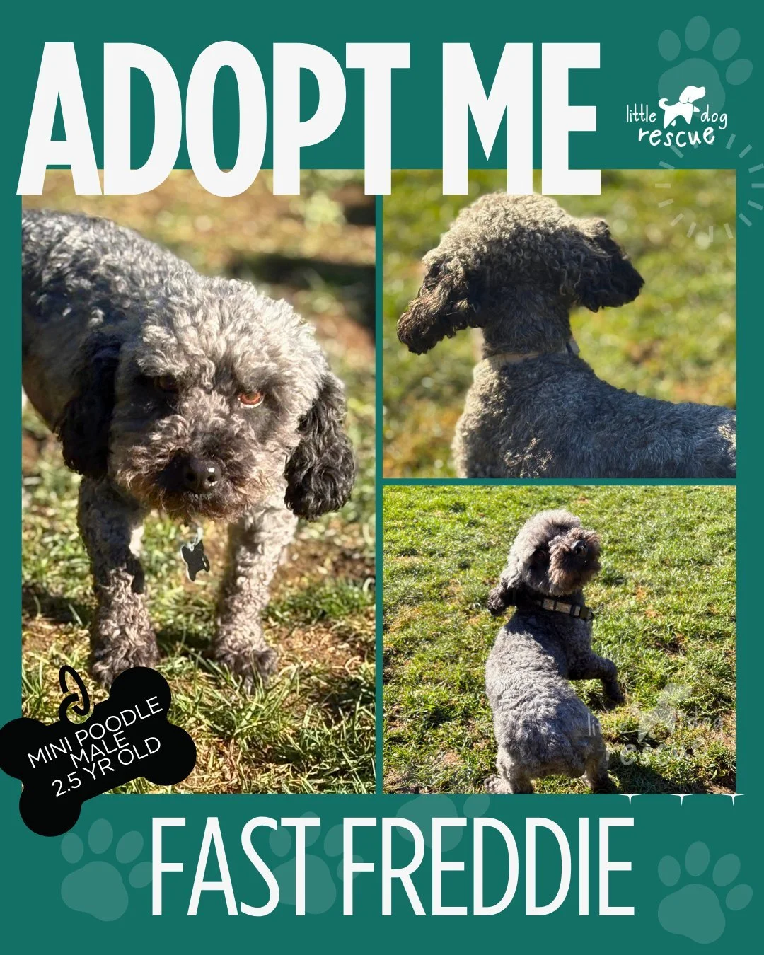**ADOPTABLE DOG OF THE WEEK*

Meet Fast Freddie. A 2.5 year old, 9 lb Mini Poodle ready to his forever home.

"Hi! I&rsquo;m Fast Freddie &mdash; which might explain why I can&rsquo;t sit still for long. I&rsquo;m a little shy at first, but I&rs