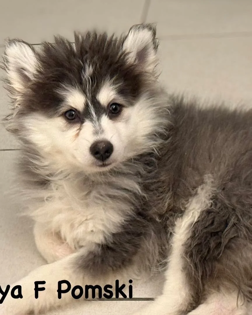 🆘SOS 🆘 

8 more dogs needing a foster including a beautiful Pomsky named Priya. 

Arriving in Seattle TONIGHT and these pups nowhere to go🥺 

Fosters are provided all needed supplies, 24/7 support and receive priority to adopt their pup. 

Please 
