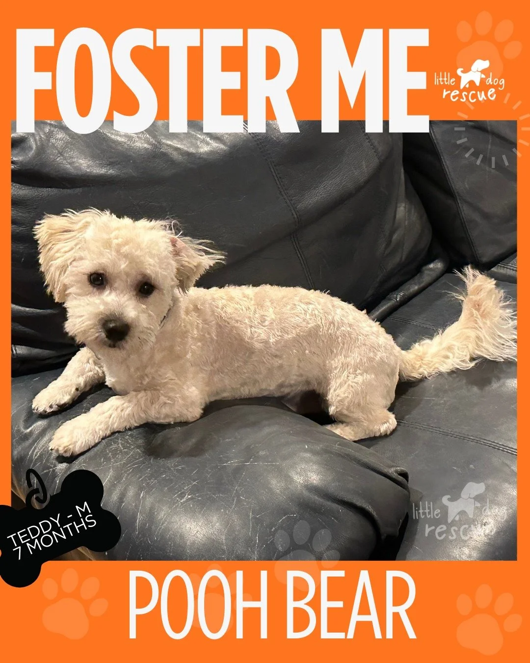 🚨FOSTERS NEEDED&hellip;..SEATTLE/TACOMA 🚨

POOHBEAR
- Foster need: ASAP

RUBY
- Foster need: Today, 1/28 afternoon

DIDI
- Foster need: Start 2/5

All supplies, food and medical covered by rescue.  Please live within commuting distance to our vet i