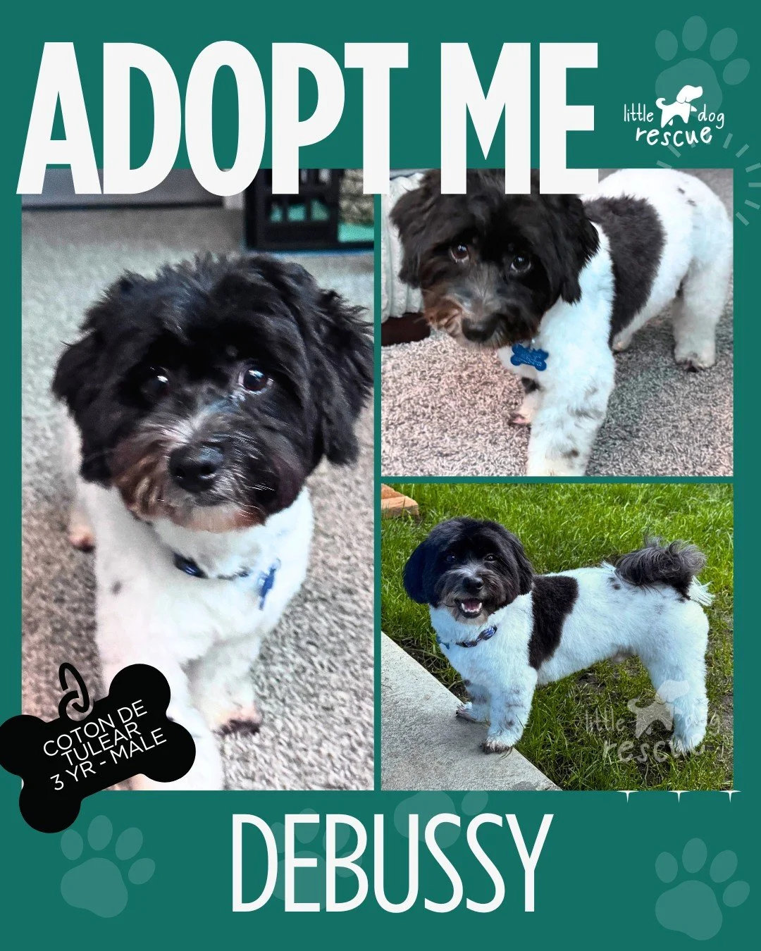 **FEATURED ADOPTABLE DOG OF THE WEEK**

Hi, I&rsquo;m Debussy! I&rsquo;m a 3-year-old, 14-pound Coton de Tulear (hypoallergenic), and I&rsquo;m a gentle, sweet little guy. People can be a bit scary to me at first, so I like to take things slow. I&rsq