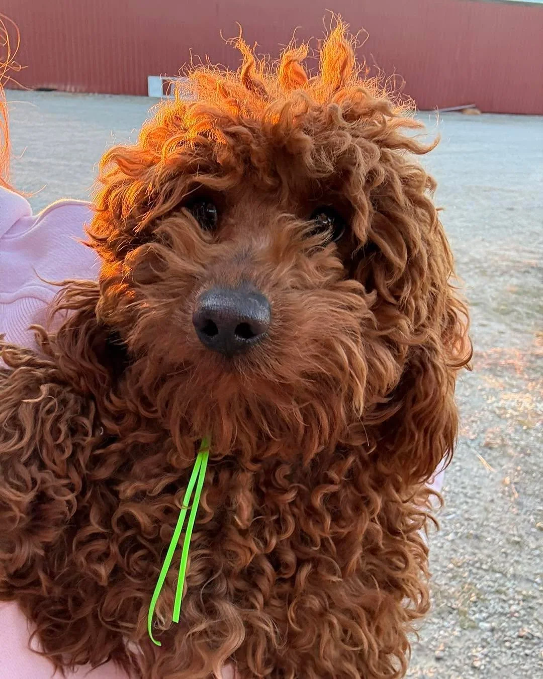 🚨🚑&hellip;INCOMING&hellip;.HELP NEEDED&hellip;🚑🚨

Fosters needed for our newest group of rescue pups. We have spent the last 3 days  all over the mid-west rescuing this exceptional group of dogs.  They will all get to see our vet tomorrow for exa