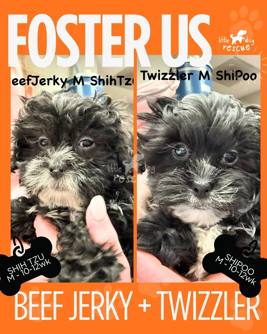 🆘 Foster Home Needed 🆘 **UPDATE: FOSTER FOUND!

Beef Jerky (10-12wk M Shih Tzu) and Twizzler (10-12 wk M ShiPoo)

These boys arrived yesterday but need to moved into a different foster home. Their foster home isn't working out due to allergies and 