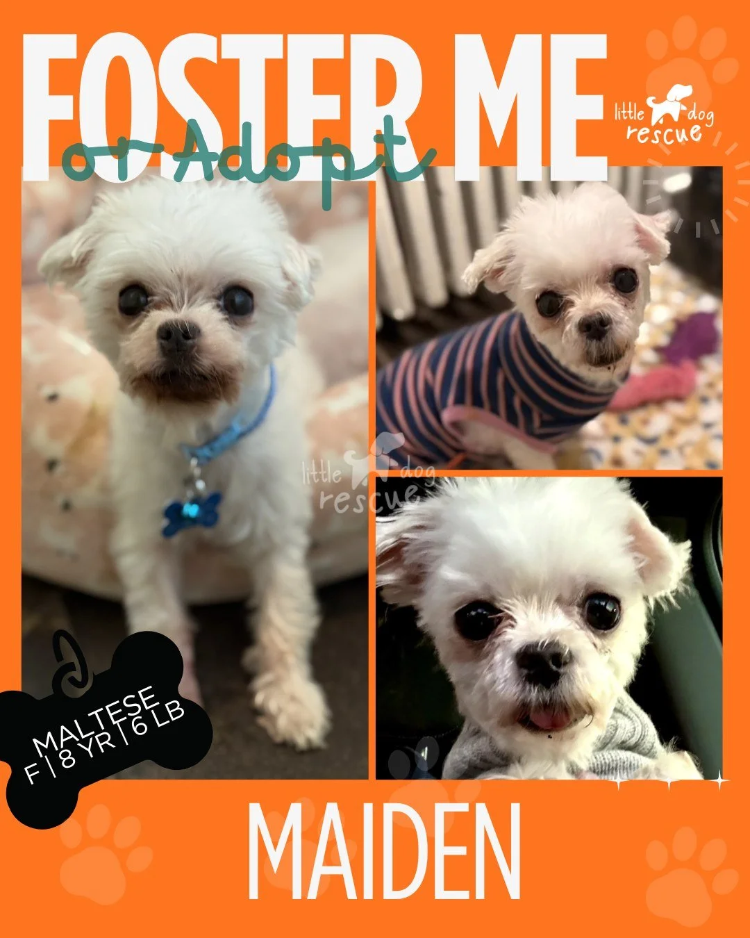 ✨ FOSTER OR ADOPT ME ✨

Meet our 8-year-old Maltese mama, 💕MAIDEN💕 who is officially DONE making babies and READY to live her best life. After spending her whole life in the commercial breeding world, she&rsquo;s finally discovering something revol