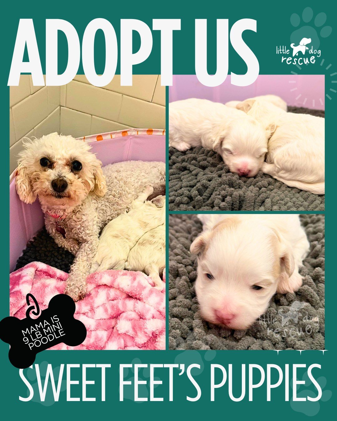 Our sweet 9lb Mini Poodle mama, Sweet Feet, did an amazing job raising her precious babies &mdash; and now her little love bugs are getting ready to find their forever homes!

We are officially accepting applications for her adorable Maltipoo puppies