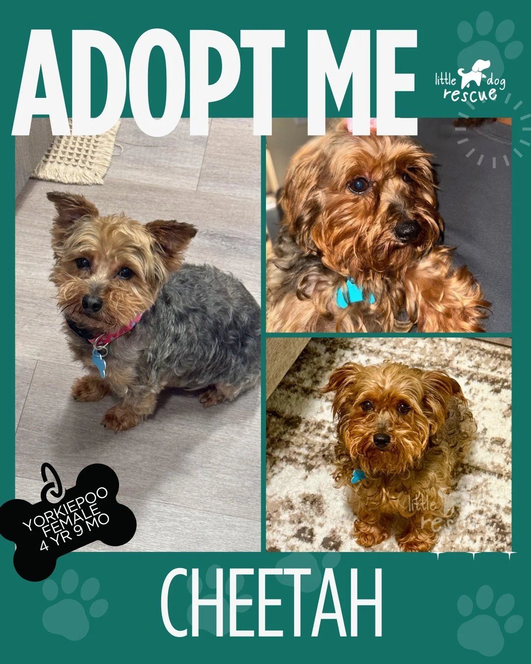 Hi, I&rsquo;m 🐆Cheetah 🐆

I&rsquo;m a 4-year-old, 10-pound poodle/terrier mix with a very gentle heart. I&rsquo;m super sweet but a little anxious, so I love calm, quiet spaces. If things feel overwhelming, I&rsquo;ll curl into a tiny ball and fall
