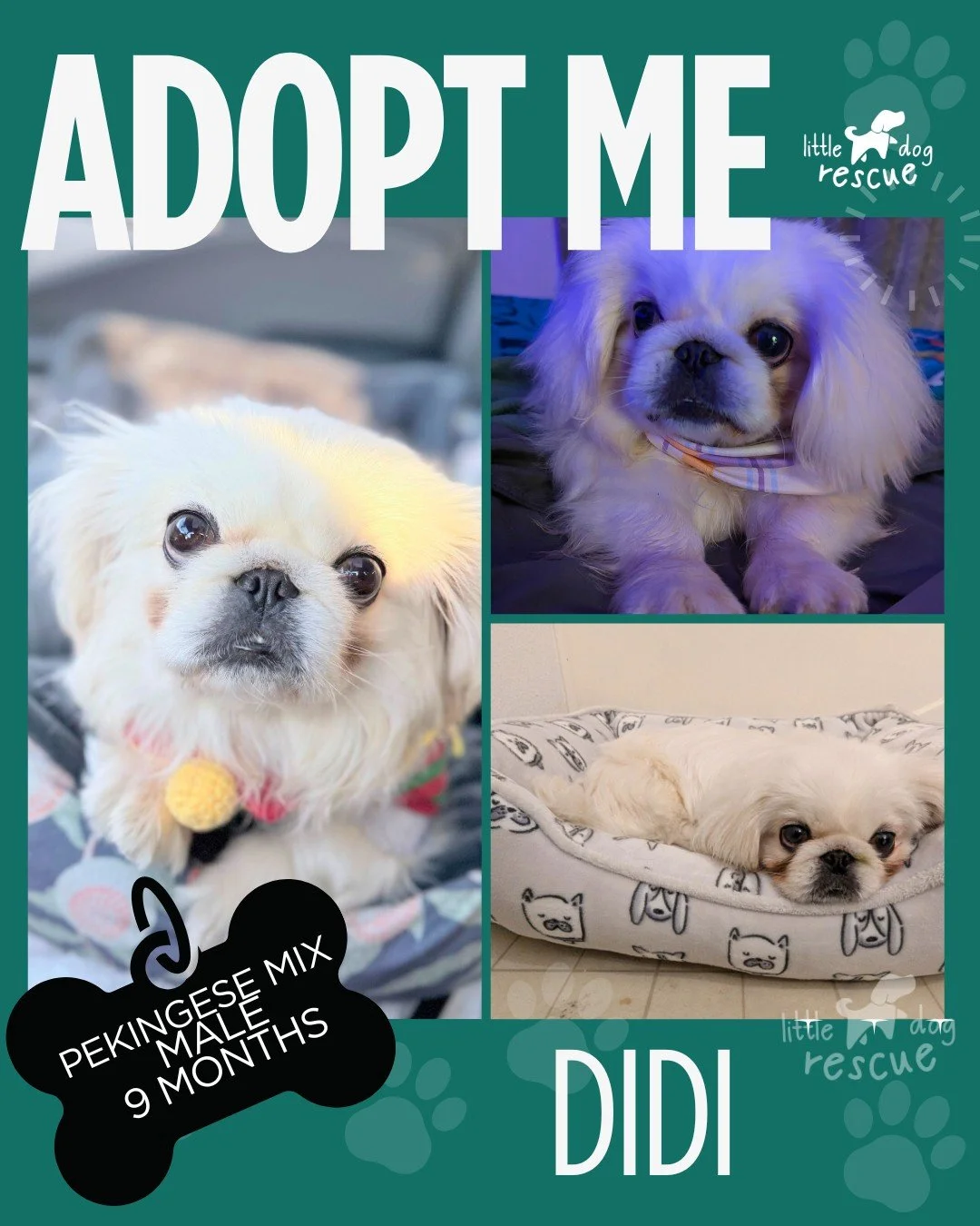 Hi&hellip; my name is DiDi. I heard you might be looking for a best friend, so I thought I&rsquo;d introduce myself. 🐾 I'm a 9 month old Pekingese Mix little boy.

I&rsquo;m kind of an expert at being a companion. If you sit down, there&rsquo;s a ve