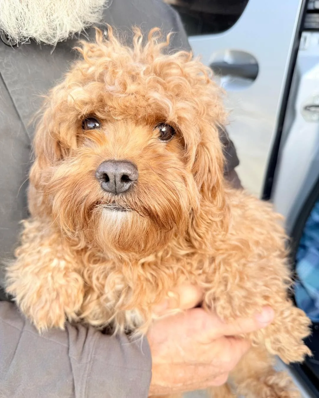 📣 FOSTERS AND ADOPTERS: They&rsquo;re coooooommming and we need HELP!!! 📣

We have almost 60 rescue dogs arriving in Seattle on Tuesday, March 17th and they need somewhere to go. 

Fosters are provided supplies, 24/7 support and receive priority to