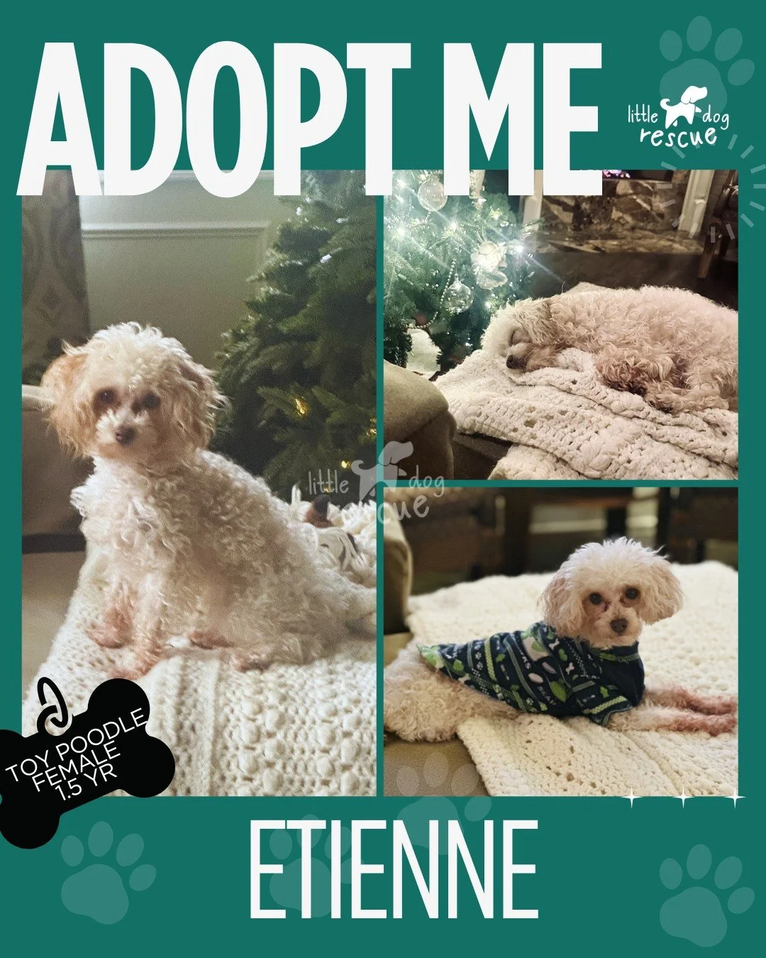 Hi&hellip; it&rsquo;s me, Etienne 🐾

I may be a tiny girl, but I&rsquo;ve got a big personality and an even bigger heart. I  zoom, play, explore, and play with everyone like a champ.

I just got back from a big road trip (California, can you believe