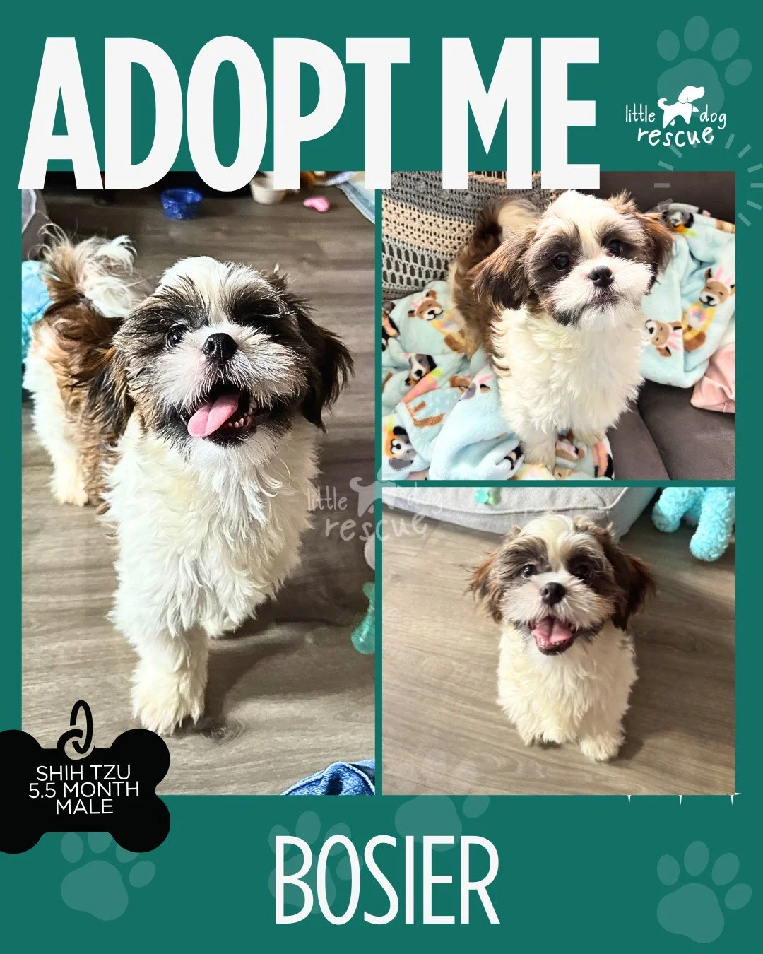 💙Bosier💙 is a darling little Shih Tzu puppy with a personality that&rsquo;s equal parts sweet, snuggly, and spunky. The moment you get down on his level, he&rsquo;s all in&mdash;trotting over to climb into your lap for cuddles like he&rsquo;s known