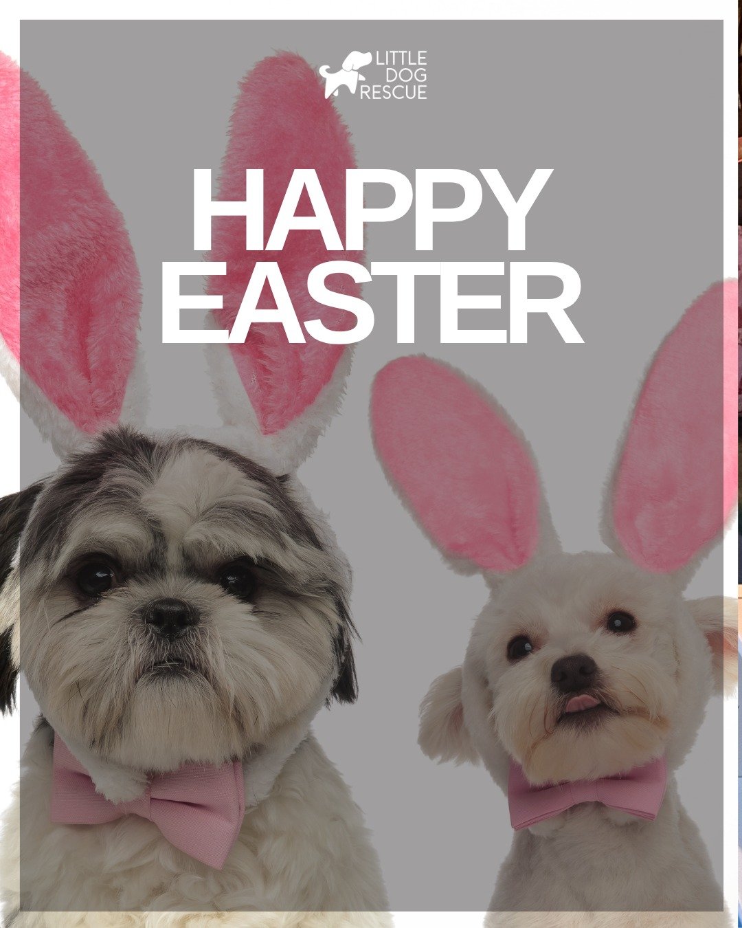 🐣🌸 Easter Wishes &amp; a Little Ask from Our Rescue Crew 🌸🐣

As we celebrate Easter&mdash;a season of hope, renewal, and second chances&mdash;we&rsquo;re reminded of the incredible transformations we see every day in our rescue dogs. From scared 