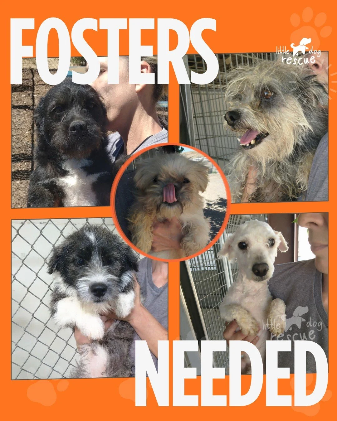 🚨 FOSTERS NEEDED THIS WEEKEND 🚨

This Sunday, April 19th, we are welcoming 5 dogs to 📍Seattle and into our rescue. We received a plea from a volunteer at the over capacity municipal shelter in Barstow CA. With 500+ animas at their facility they ar