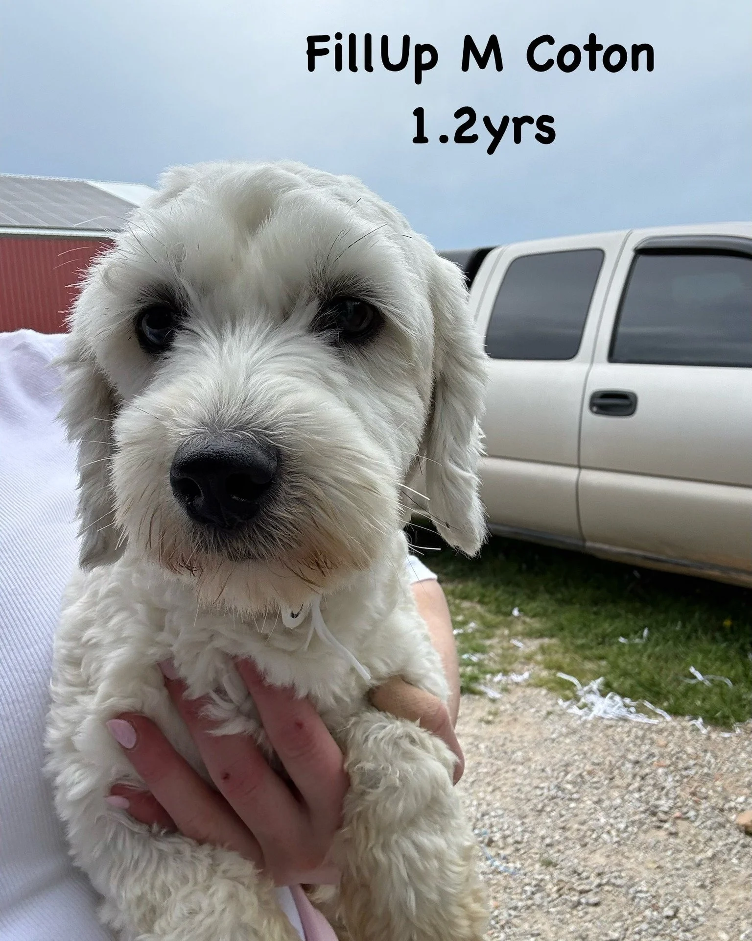 ❤️ 🆘 JUST. 12. MORE. FOSTERS. NEEDED ❤️ 🆘 

52 dogs are on their way, and 40 are already matched with foster families eager to shower them with love. 

Now, YOU have an incredible opportunity to make a difference in the lives of these 12 remaining 