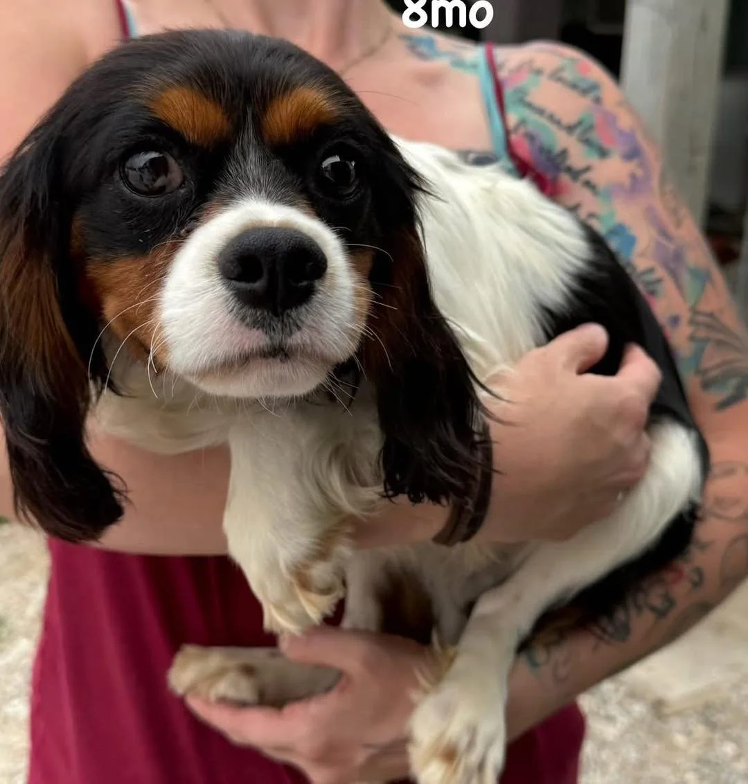 🆘NEW FOSTER NEEDED ASAP

RADIATOR - Cavalier - MALE - 8 M - 16 lb 
*Best in home with no other dog or cats. Should be okay with kids.

Radiator just arrived on Tuesday and has not been neutered yet. Let us know if you can help!

Foster application i