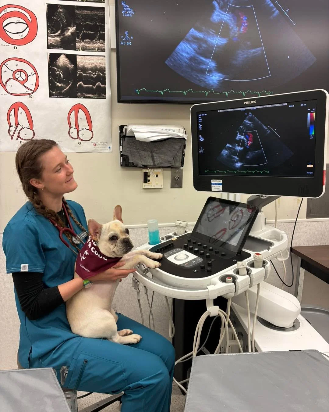 Update on our heart surgery puppies.&hellip;.
Doughnut&rsquo;s surgery for pulmonic stenosis  over at WSU College of Veterinary Medicine was a success and his initial pressure readings show a 60% improvement.  He&rsquo;s back with his foster in Shore