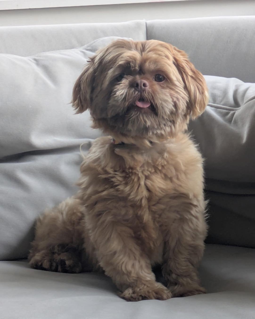 🆘 URGENT: New Whelping Foster Needed

📍Seattle, WA

Looking for a new foster for &hearts;️Muffler&hearts;️, a 2 year old Shih Tzu. Prior to her spay, we found out she is pregnant and unfortunately her current foster is unable to continue her foster