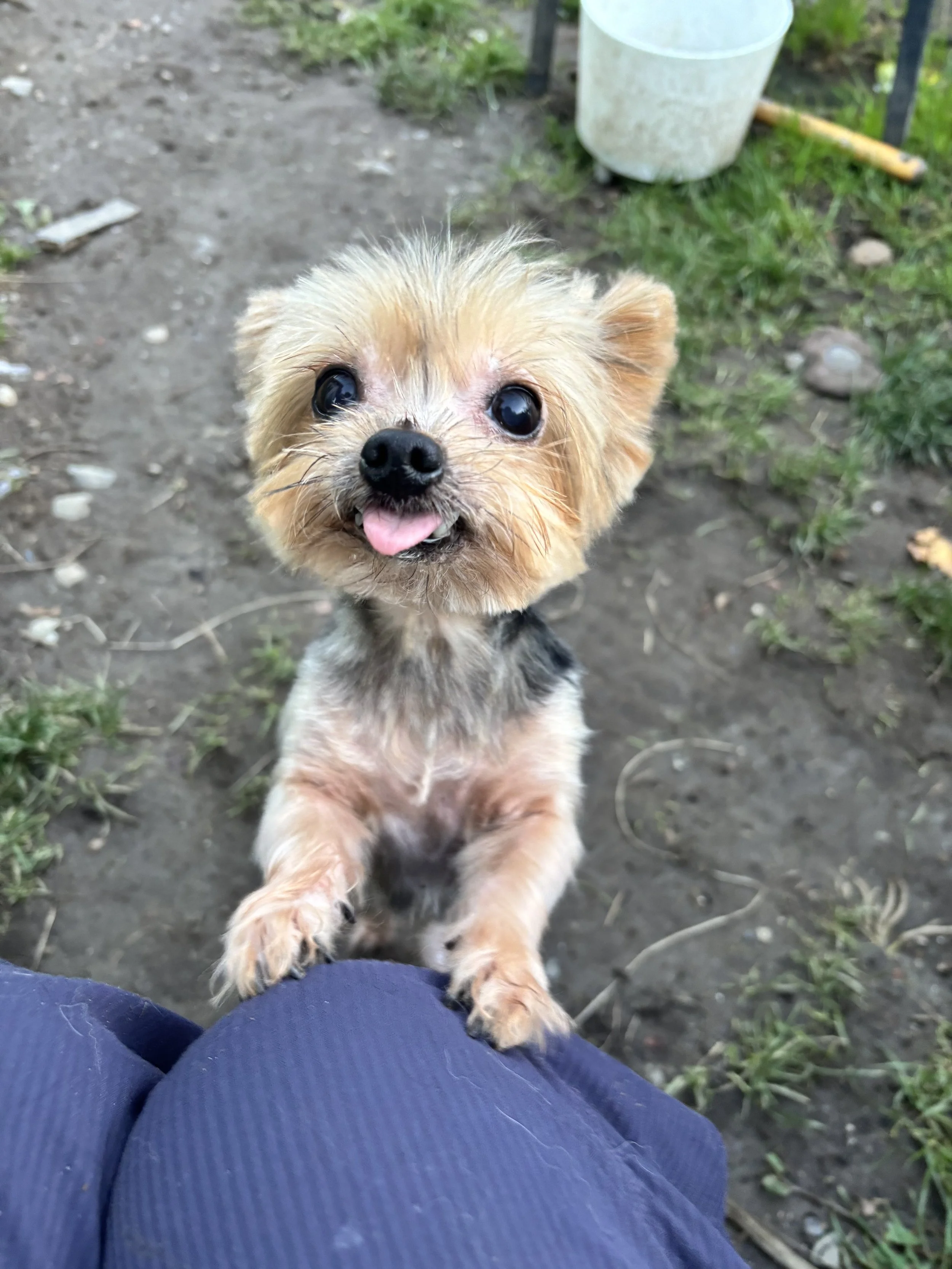 Foster Tiny Paws Small Dog Rescue Discount Foster Small Dogs Online