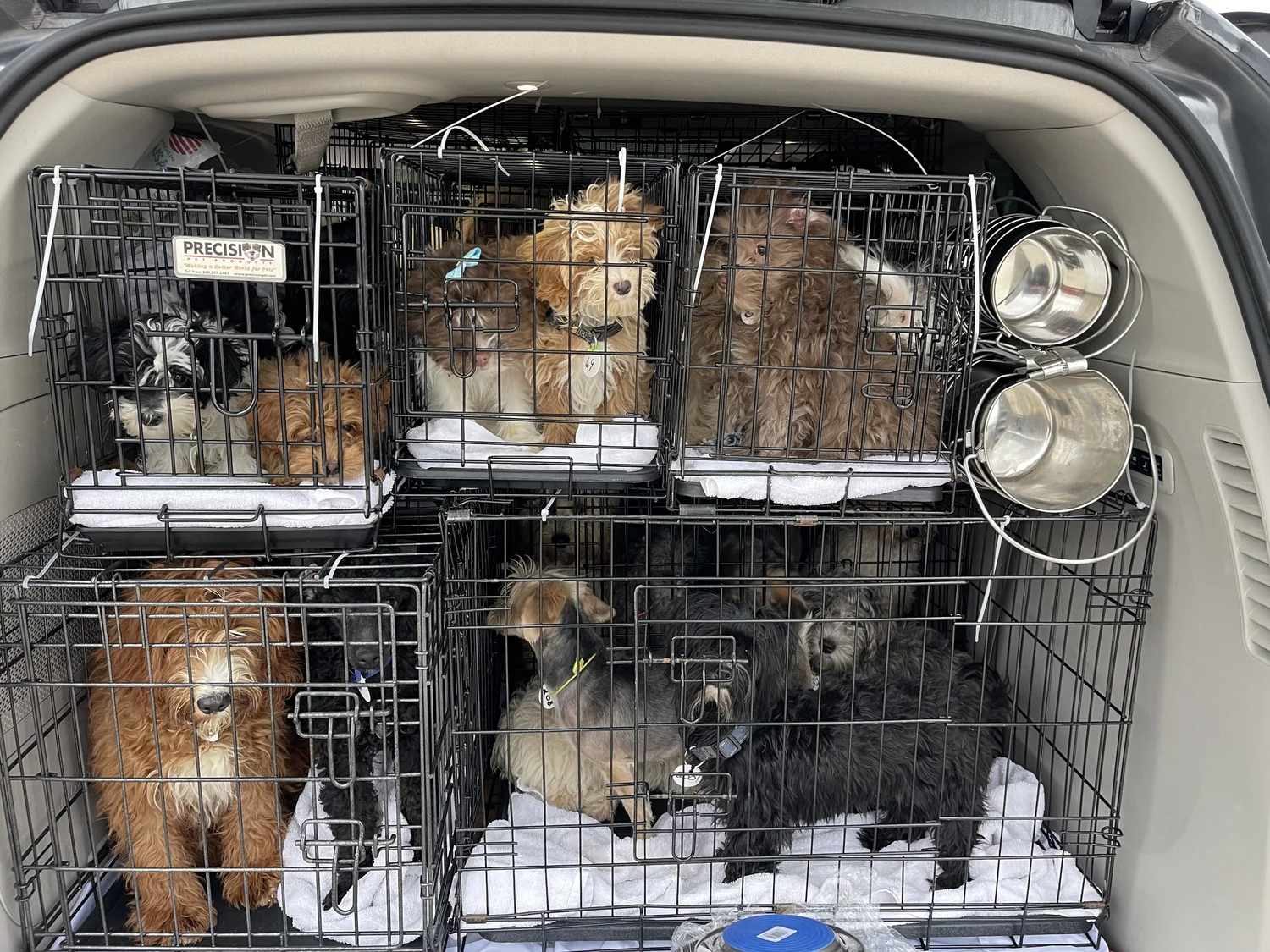 About Us — Little Dog Rescue