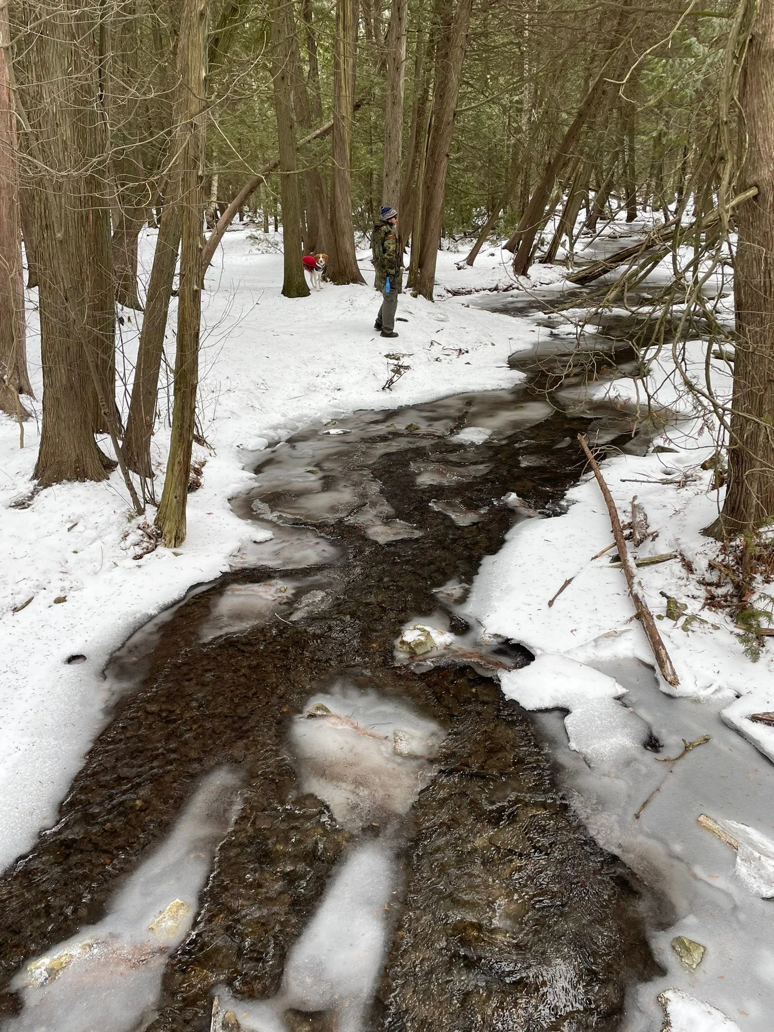 Went for a walk with Loki and Keven Piper at Fletcher Creek Ecological Preserve when all of a sudden Keven disappeared! Just a disembodied head in the forest. 😂