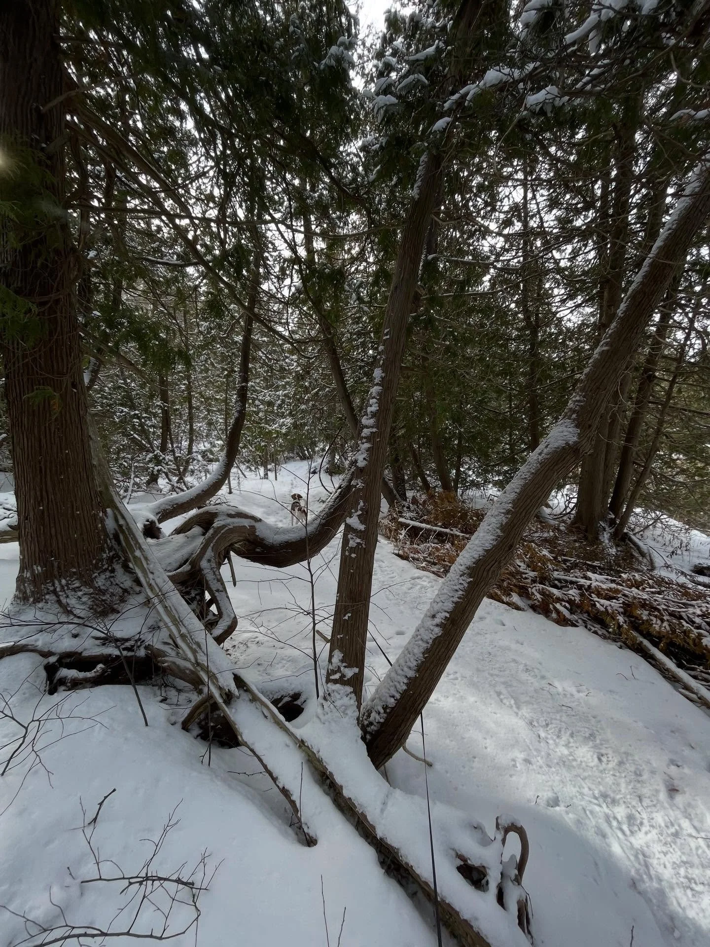 Beautiful day for a hike in the snow yesterday. Makes me so happy.
#happyplace 
#natureconservation 
#protectnature 
#enjoytheoutdoors
