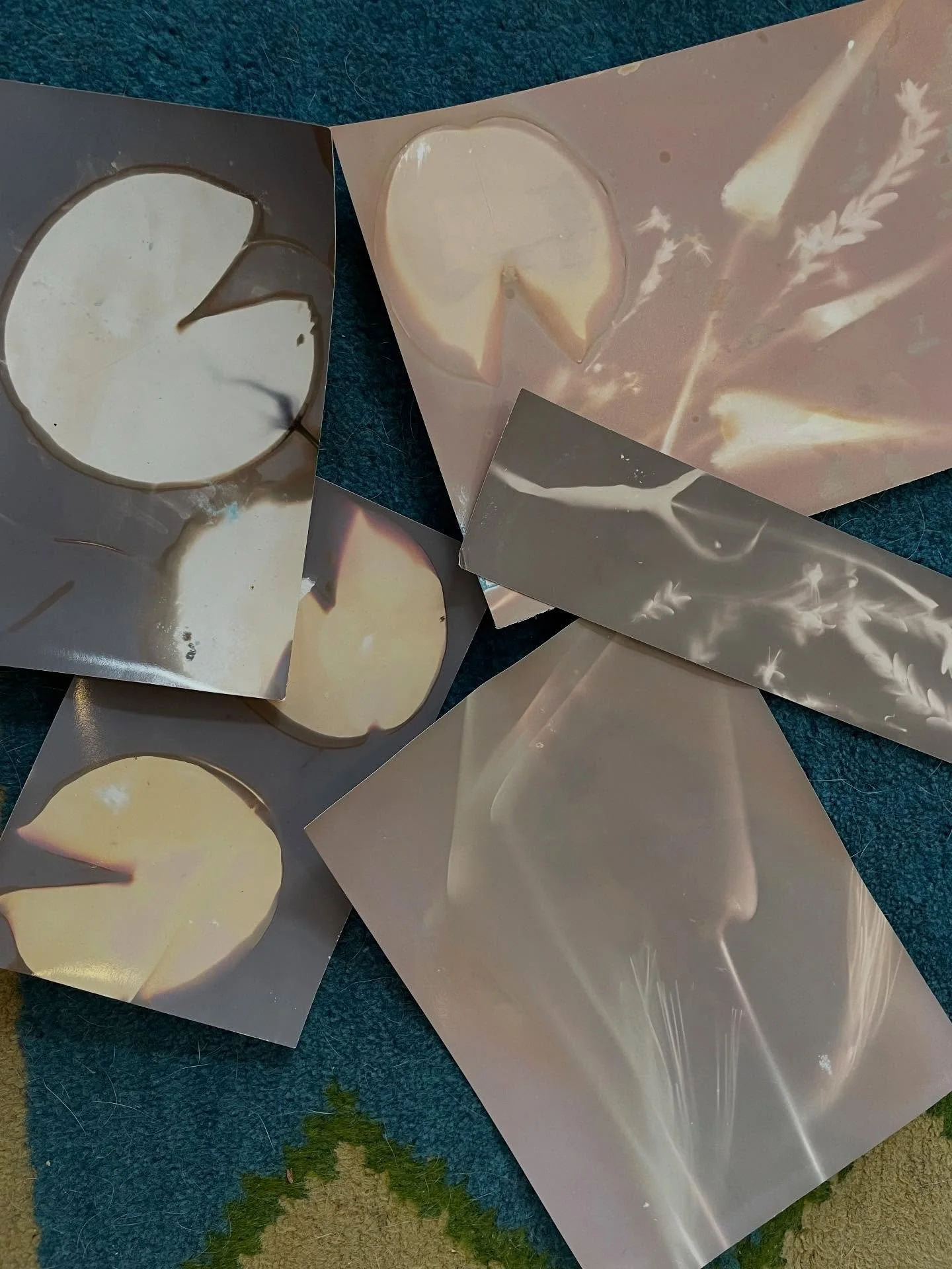 I wasn&rsquo;t so keen on them when I made these lumen prints last summer on a canoe trip, but now, in the midst of a snow storm, these traces of summer are captivating my attention. 
#summertimevibe 
#makeourworldbetter 
#enjoynature 
#stophate 
#lo