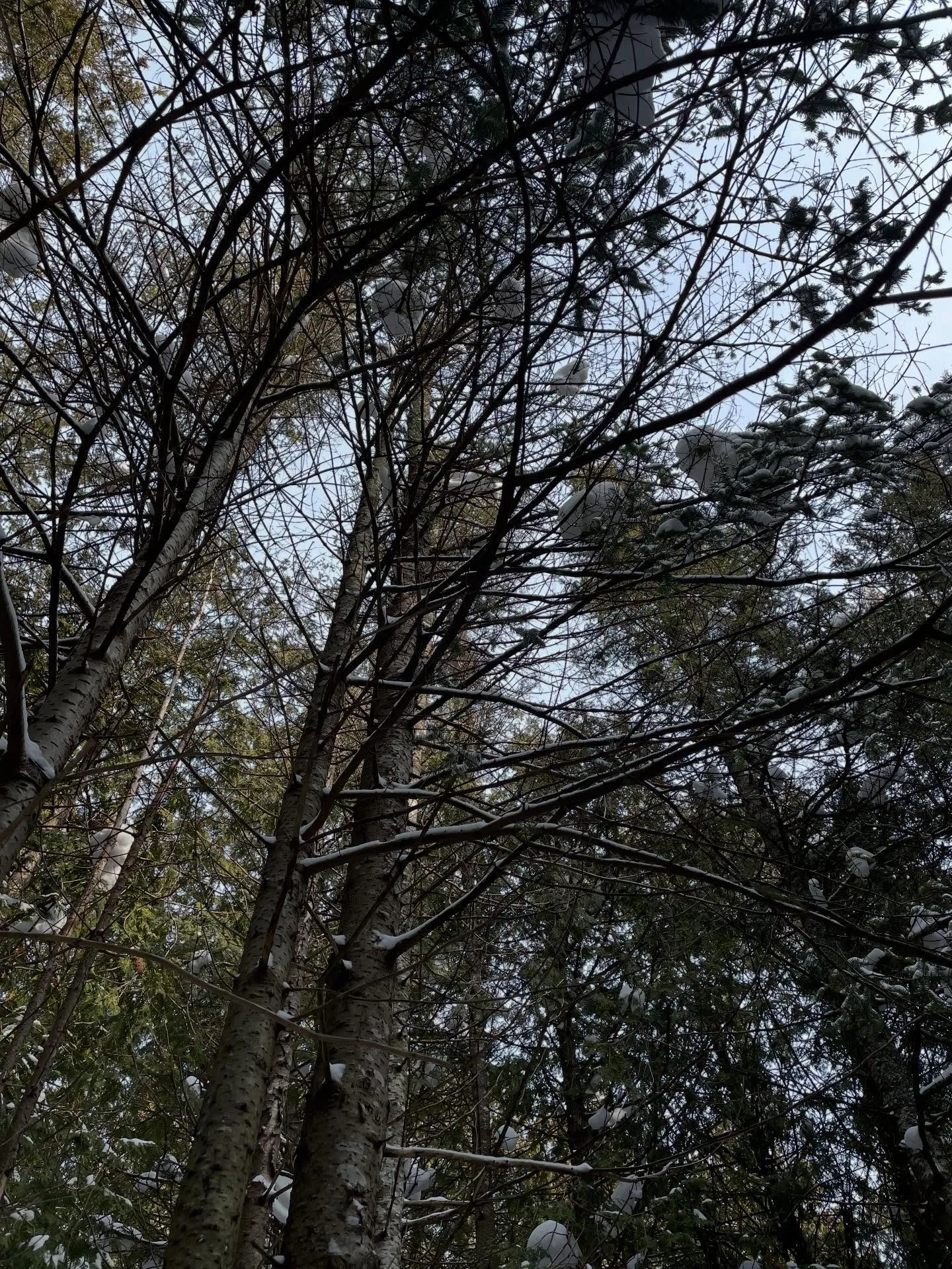 Felt so good to be nestled among the trees and the thick blanket of snow. I wish this feeling of peace on everyone. 
#thegreatoutdoors🌲 
#wintercamping 
#trees 
#snow