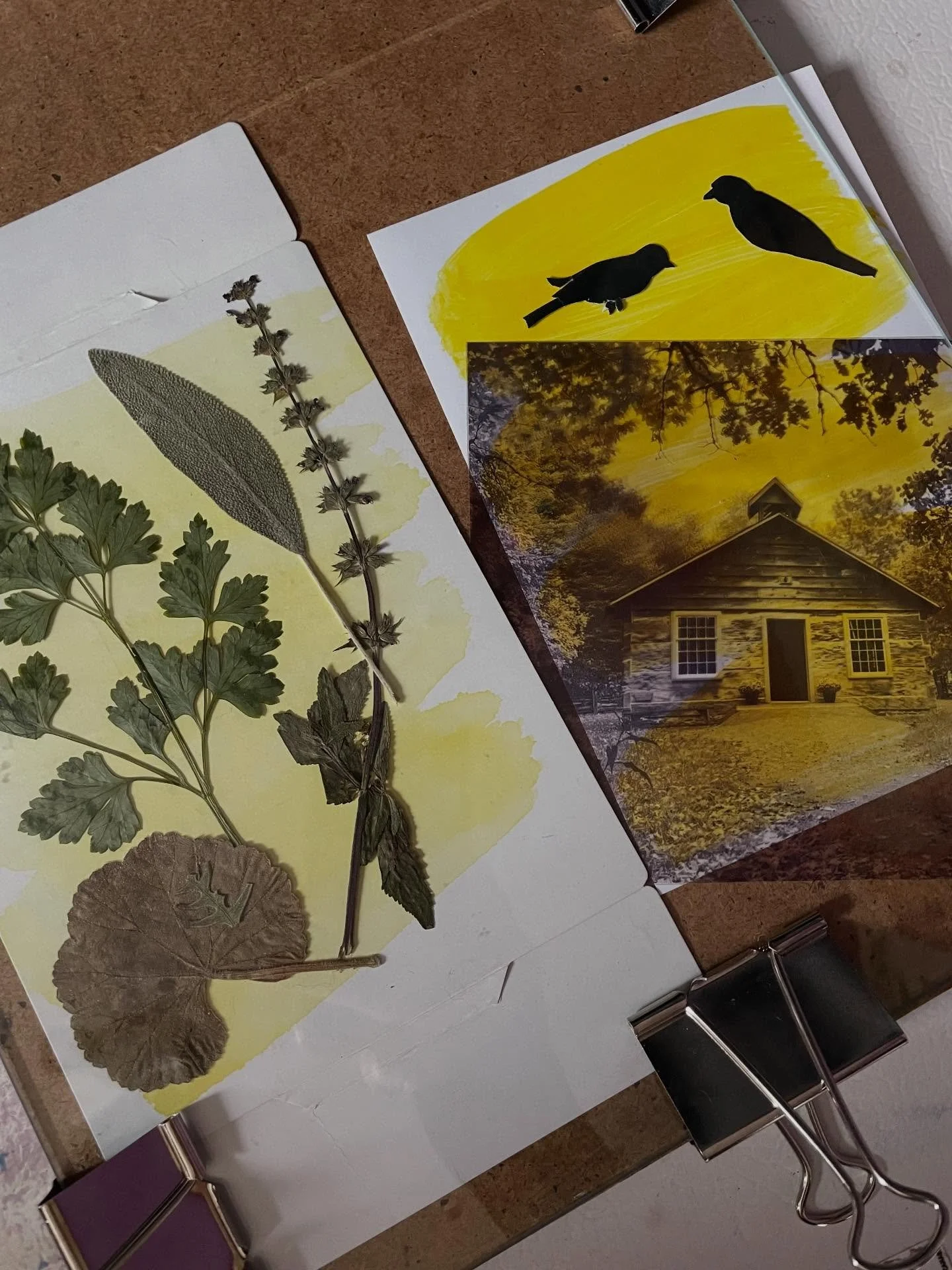Some before and after turmeric Anthotypes. The first one on a scrap piece of cardboard. The other on cheap printer photo paper (2/3rd of which was dipped in a mild borax solution). Endless possibilities! Natural magic! 
#anthotype 
#cameralessphotogr