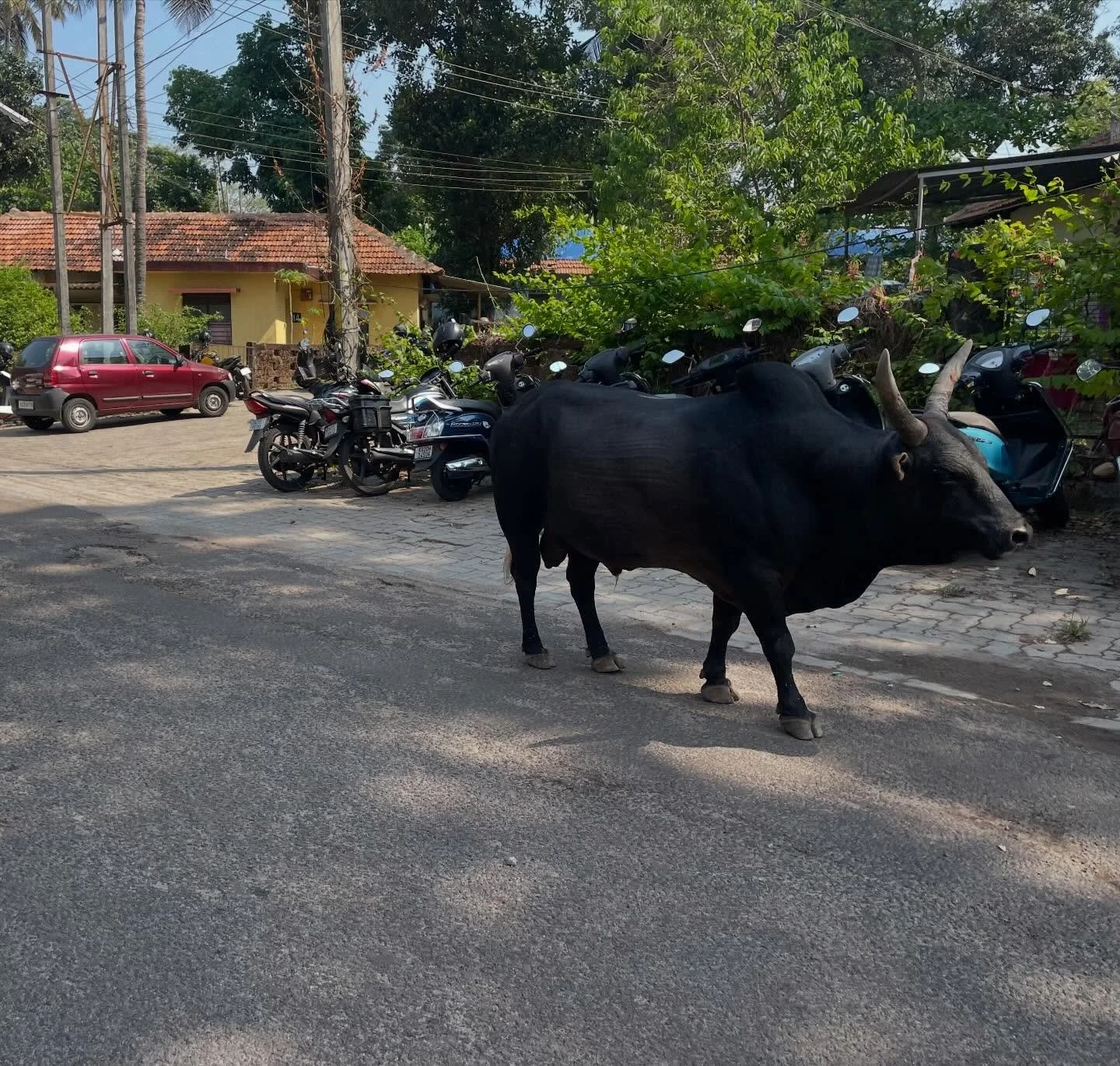 Made in the shade (cow). Morning sunbathing (dogs). My view from in the bus going through Udupi. 
It&rsquo;s hot. (Sorry folks back home!) What a great experience to be here. 
#globalhealthsummercourse
#manipal 
#manipaluniversity