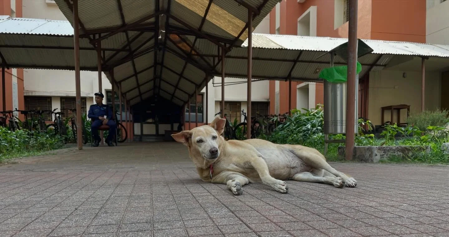 Pictures: Another of the dogs of Manipal. Student transportation. And a few images from the traditional health yoga hospital visit. 
#mghsc2026 
#traditionalhealthcluster
#globalhealthcollaboration