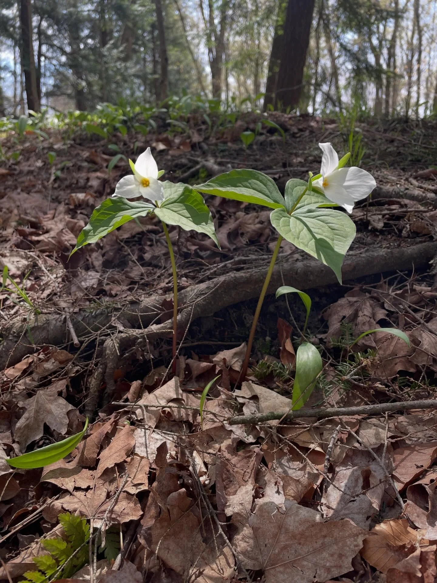 Home again! And saw my first trilliums of the season. Loved my time away. Also so nice to be home. 🏡 
#homesweethome 
#hike