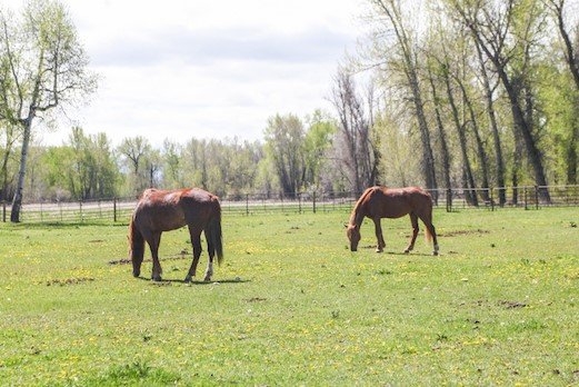 Introducing One-Day Programs at The Serenity Ranch: Real Work. Real Women. Real Change.