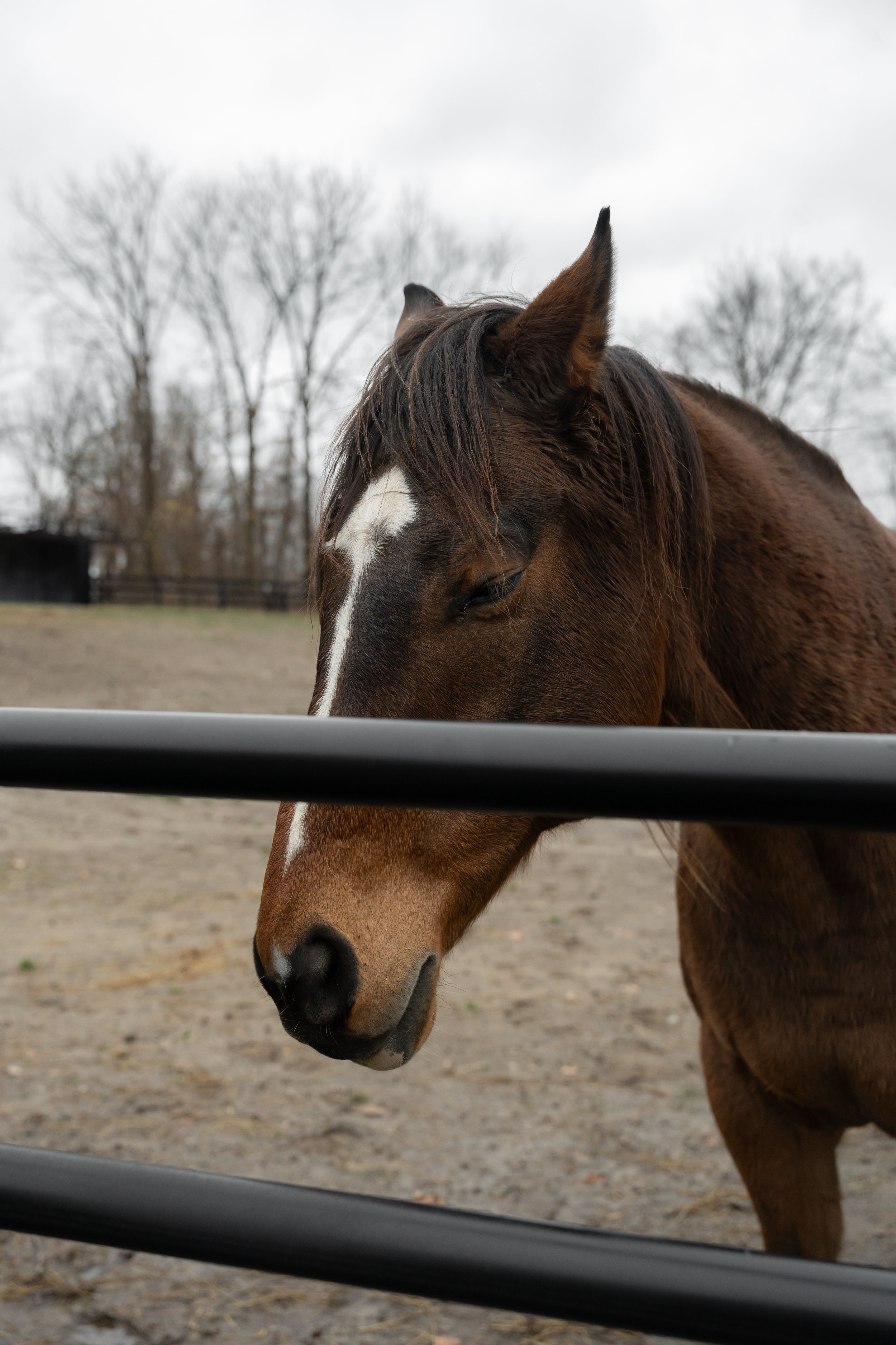 Close-up of a brown horse with a white heart-shaped marking on its face, standing behind a black fence, with bare trees and an overcast sky in the background.