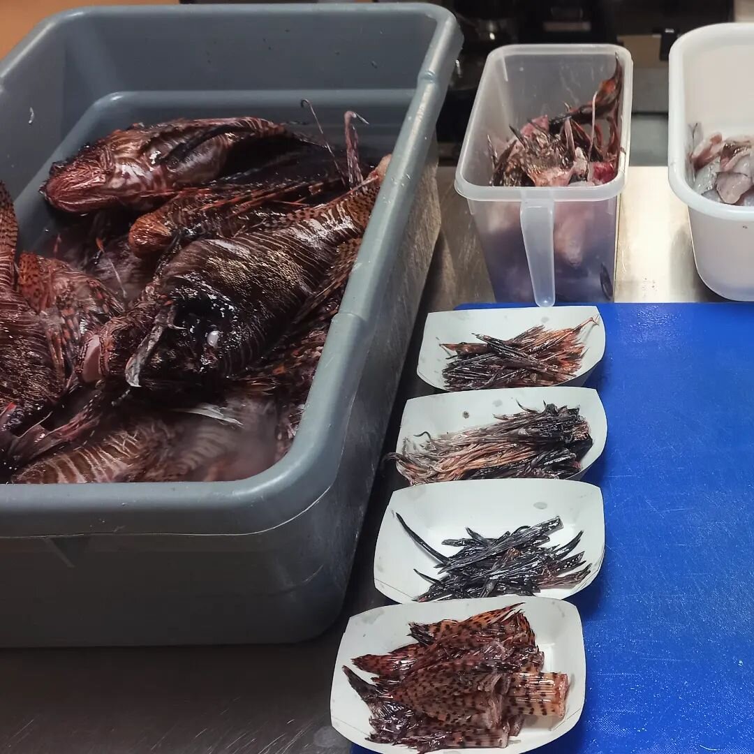 Lionfish Caribbean - Jewelry