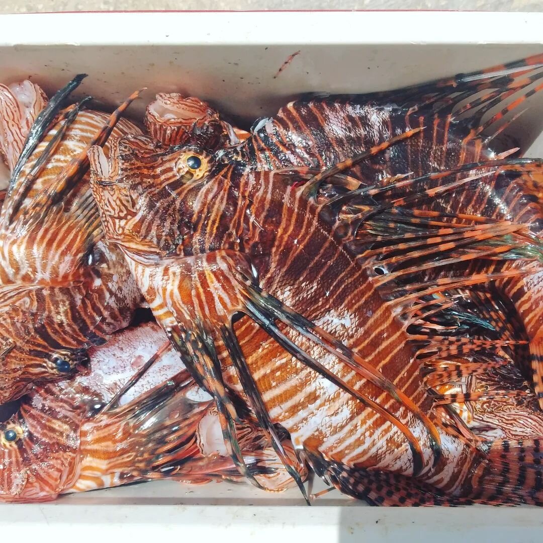 Lionfish Caribbean - Jewelry