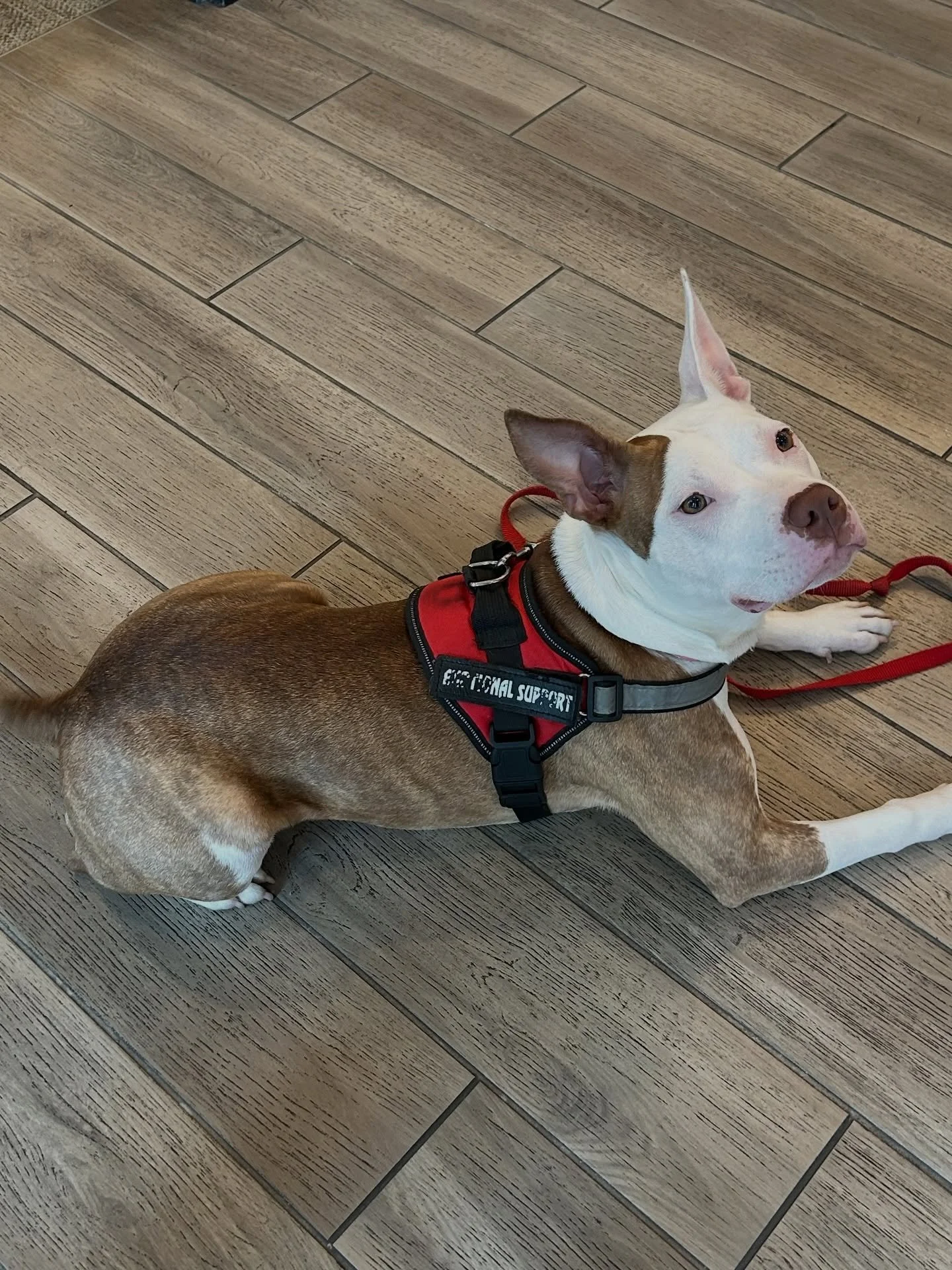 Pet Shoutout!! We&rsquo;ve love our furry friends at Ascend! If you&rsquo;ve got a pet come check out our treat station downstairs! 🐶🐱❤️ #ascendrva #vcu #vuu #apartmentliving #petfriendly