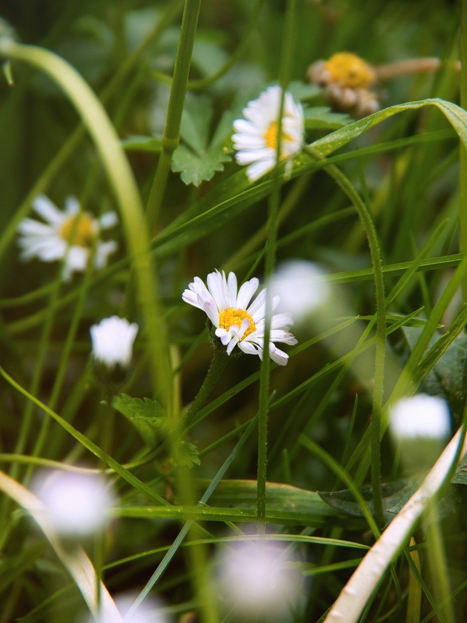 White daisies blurred amongst grass on website for therapy for adhd and anxiety, immigrants.